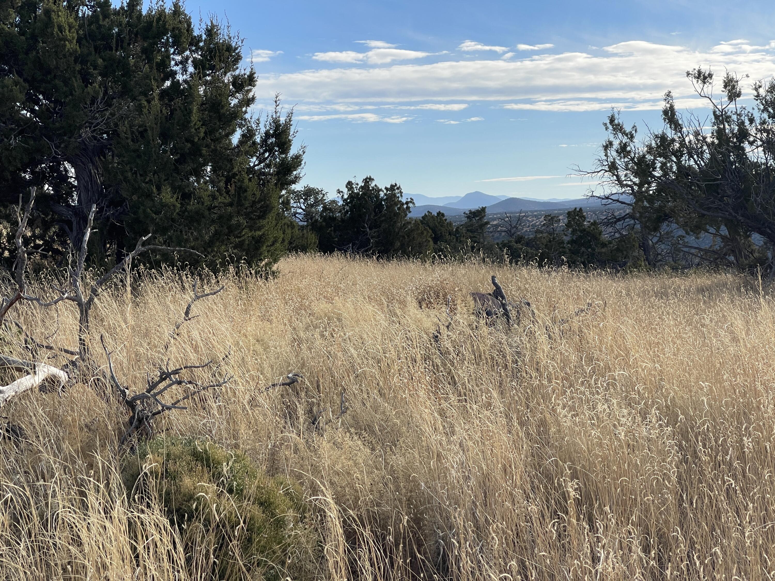 Lot 136 Pinon Springs Ranch