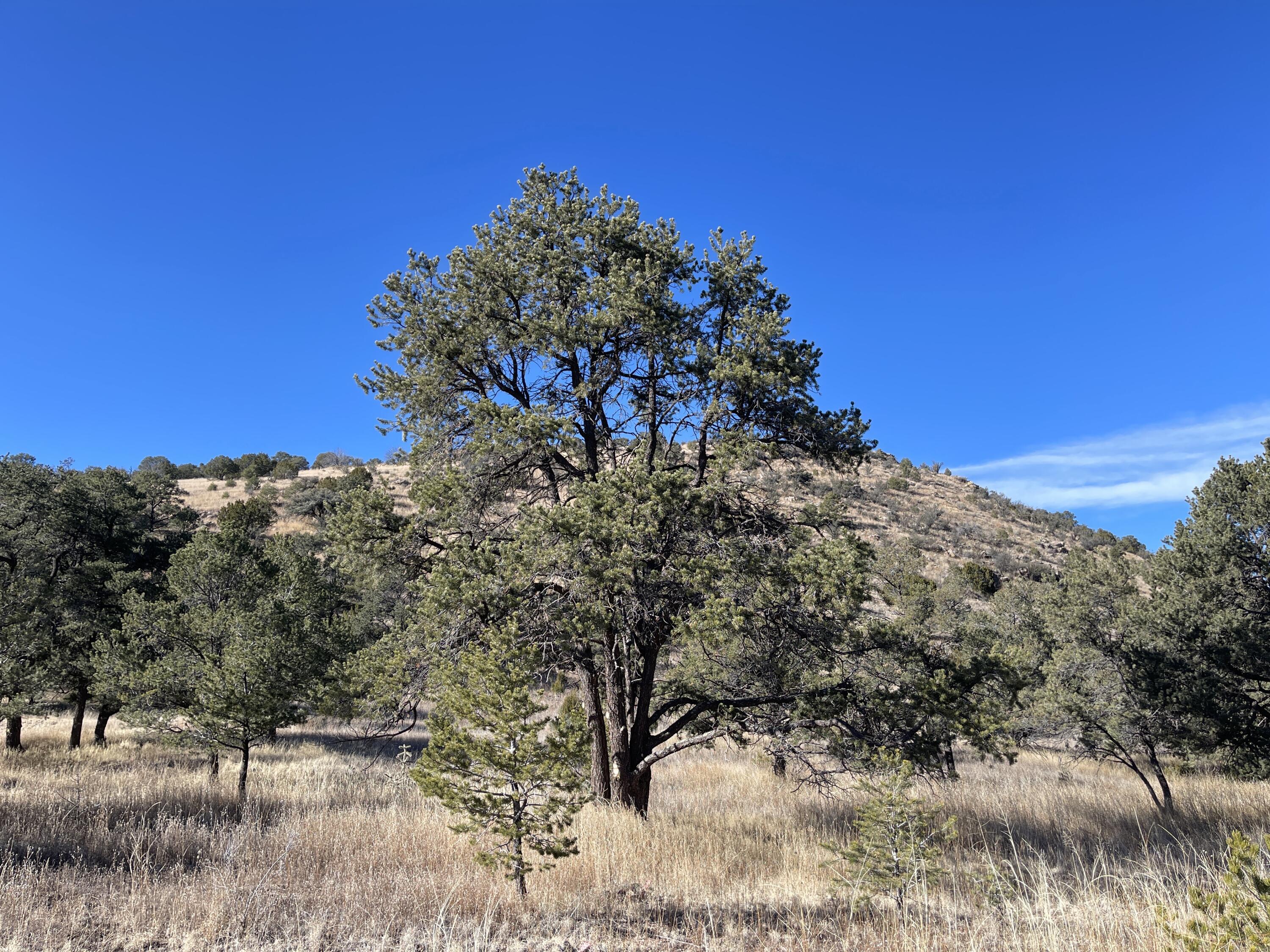 14+ Acres Hop Canyon