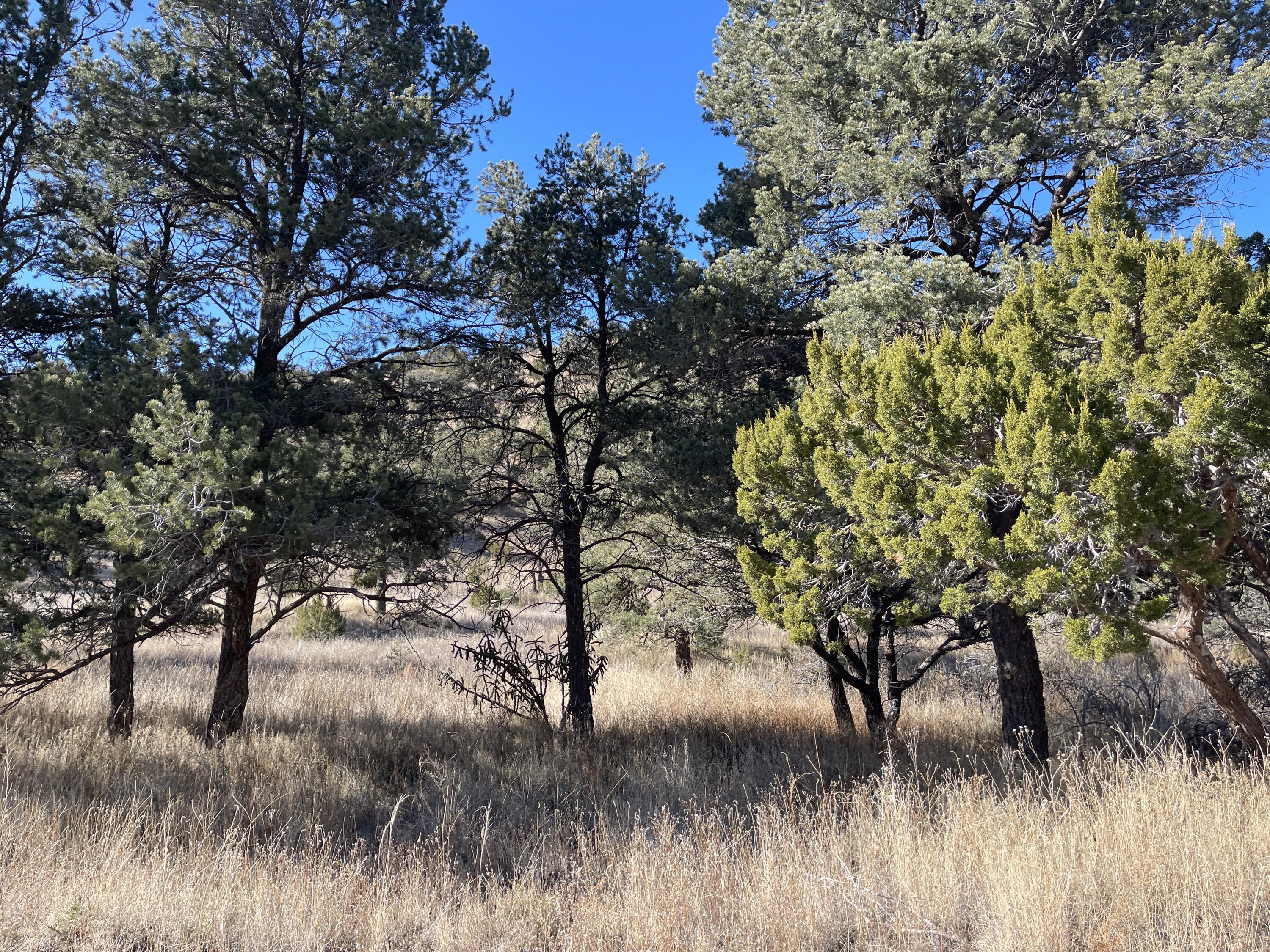 14+ Acres Hop Canyon