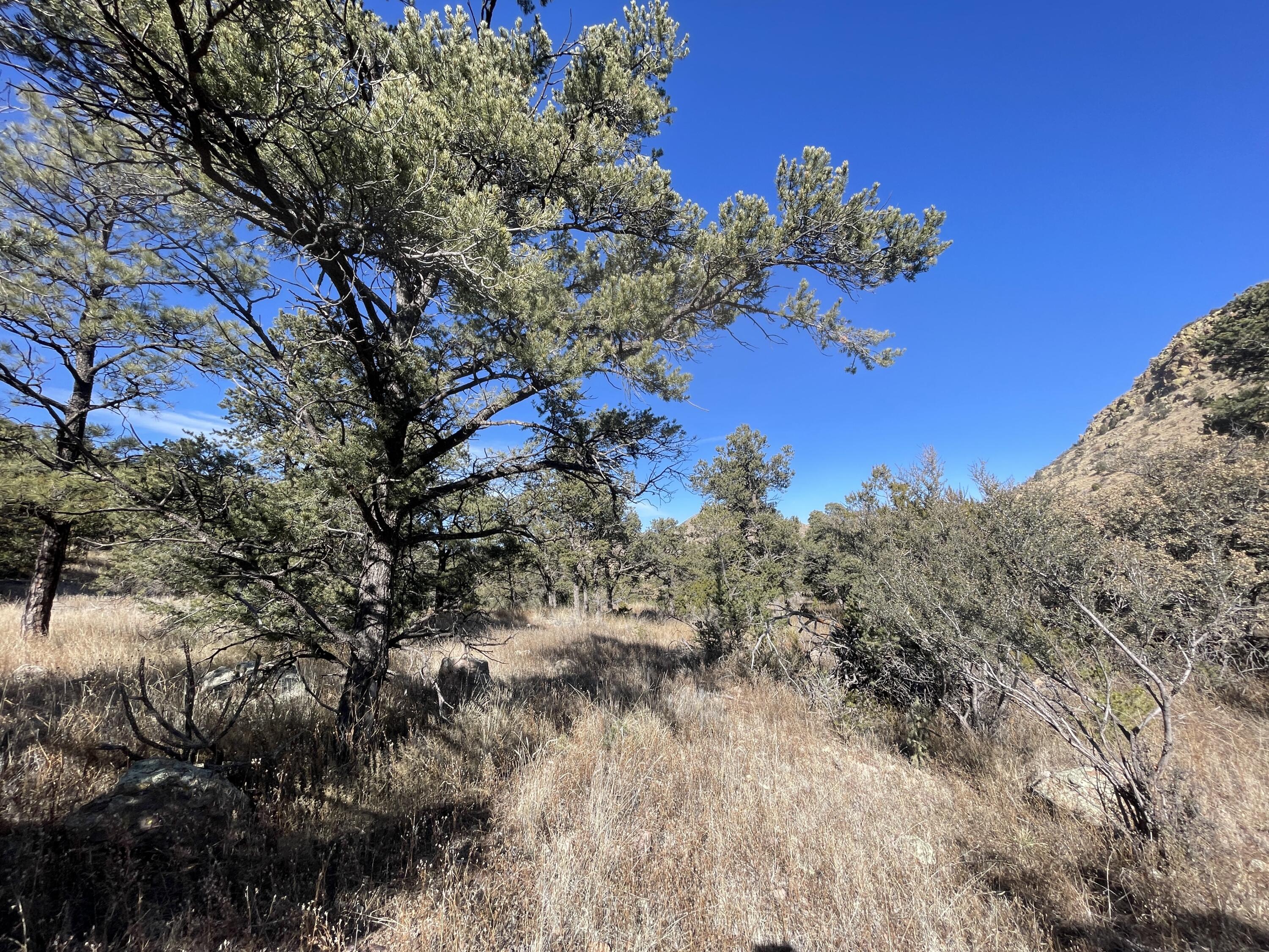 14+ Acres Hop Canyon