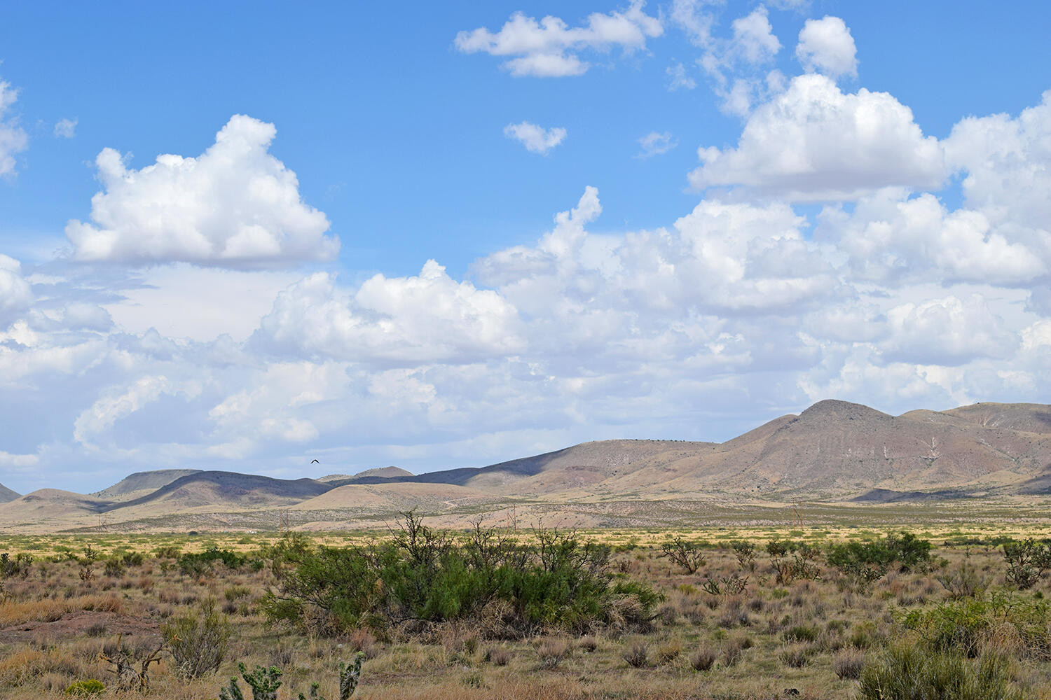 205 Muledeer Trail