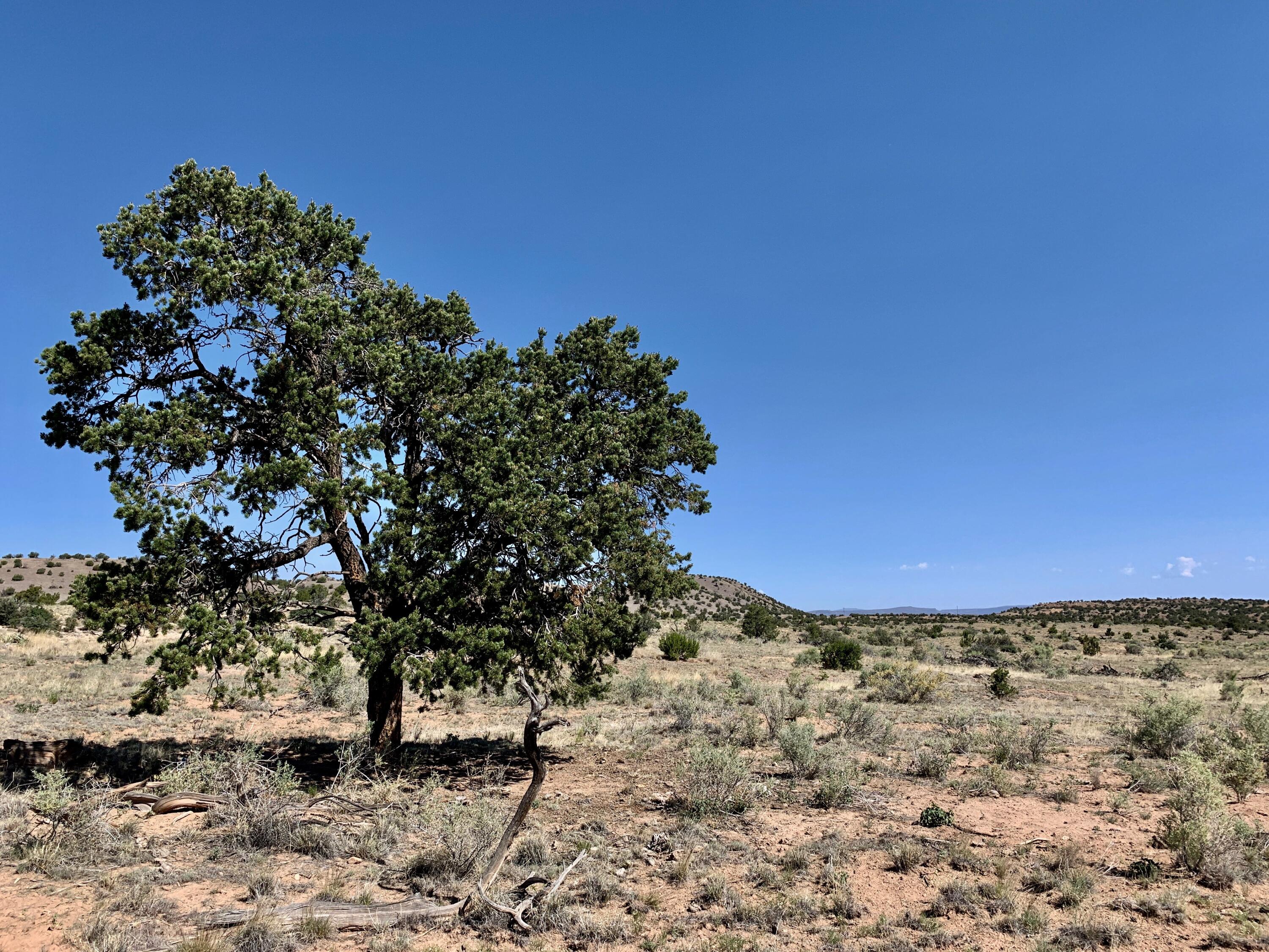9 Pinon Springs Ranches
