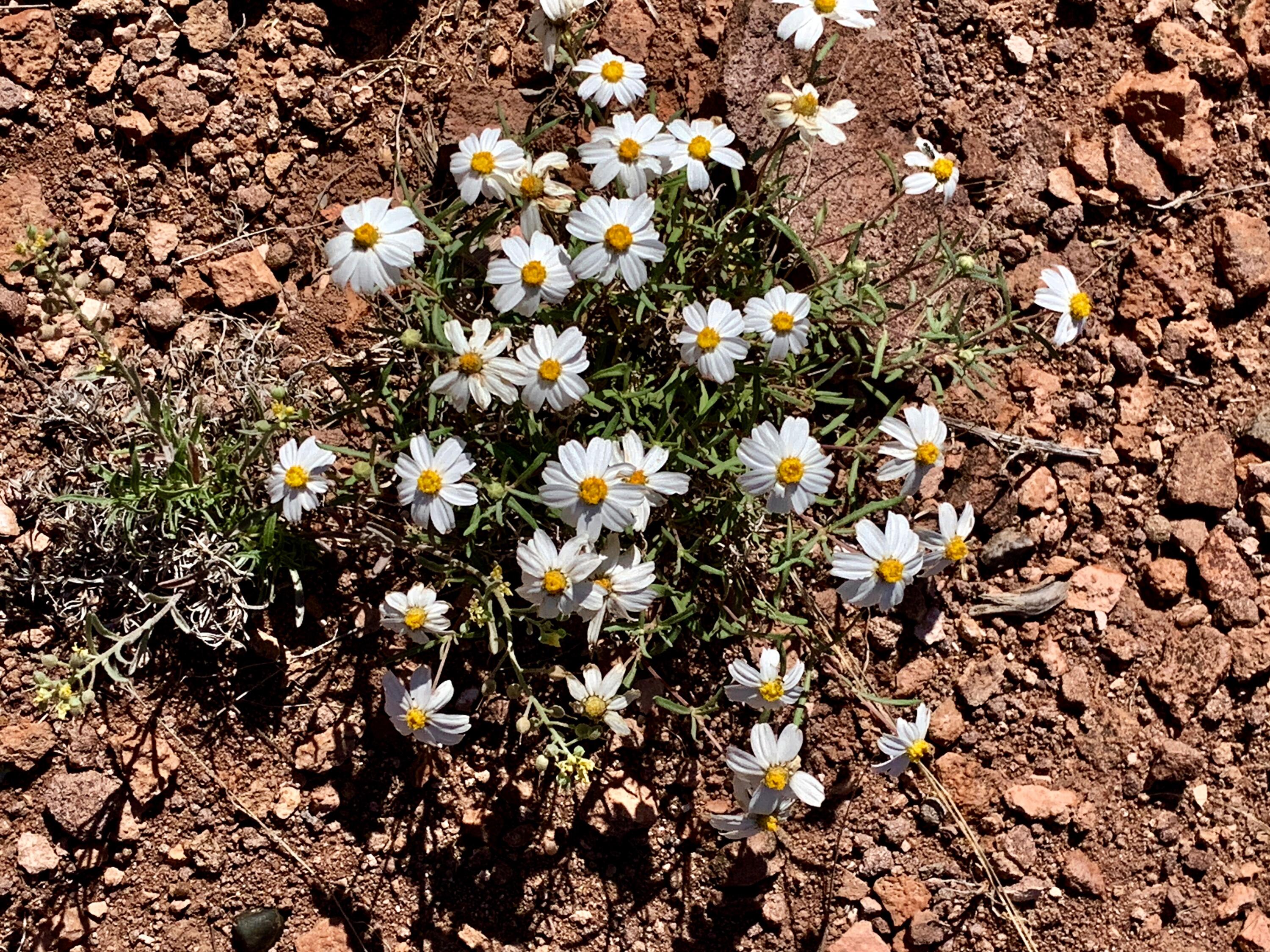 9 Pinon Springs Ranches