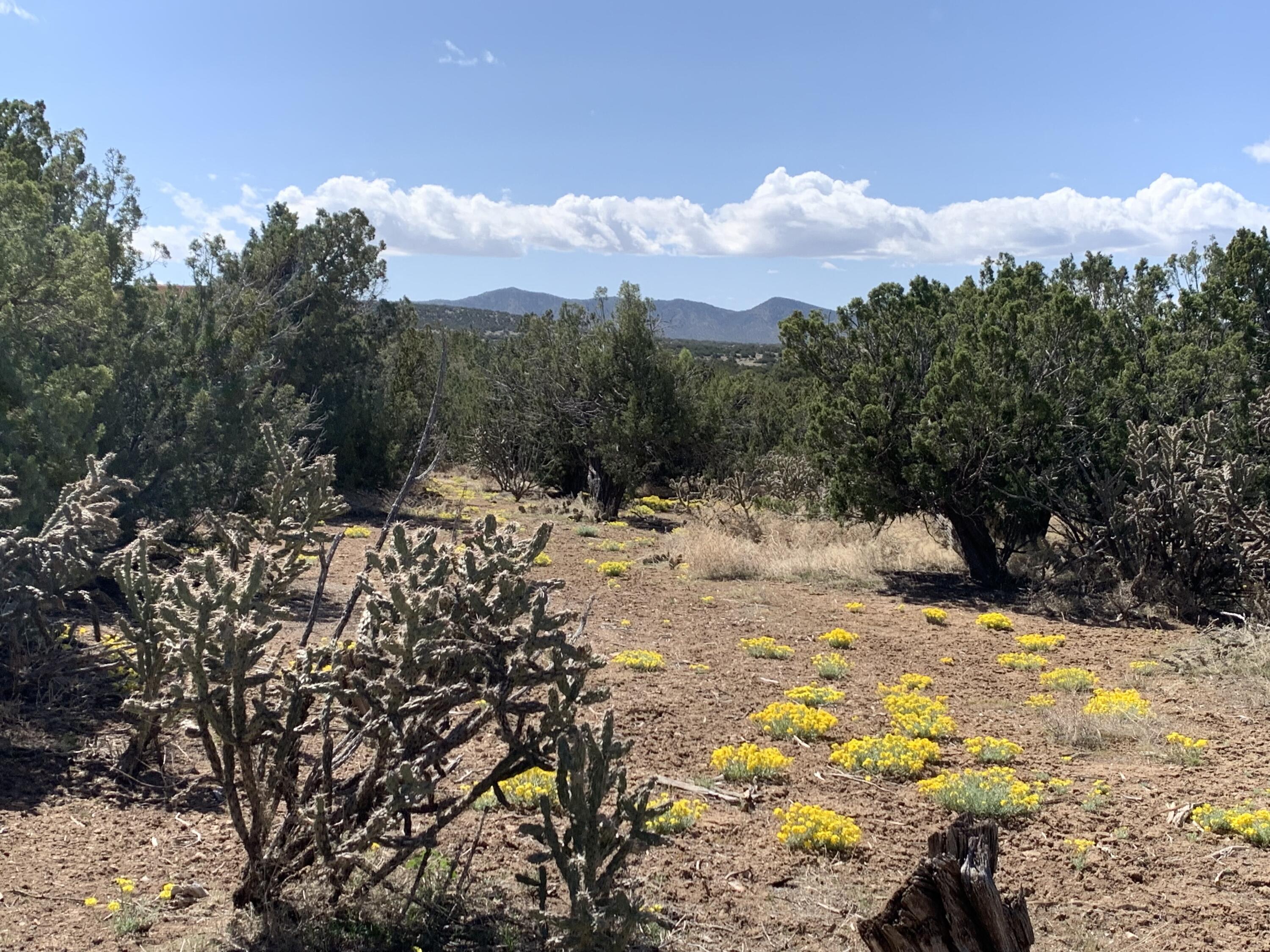 5 Vista De Sandia
