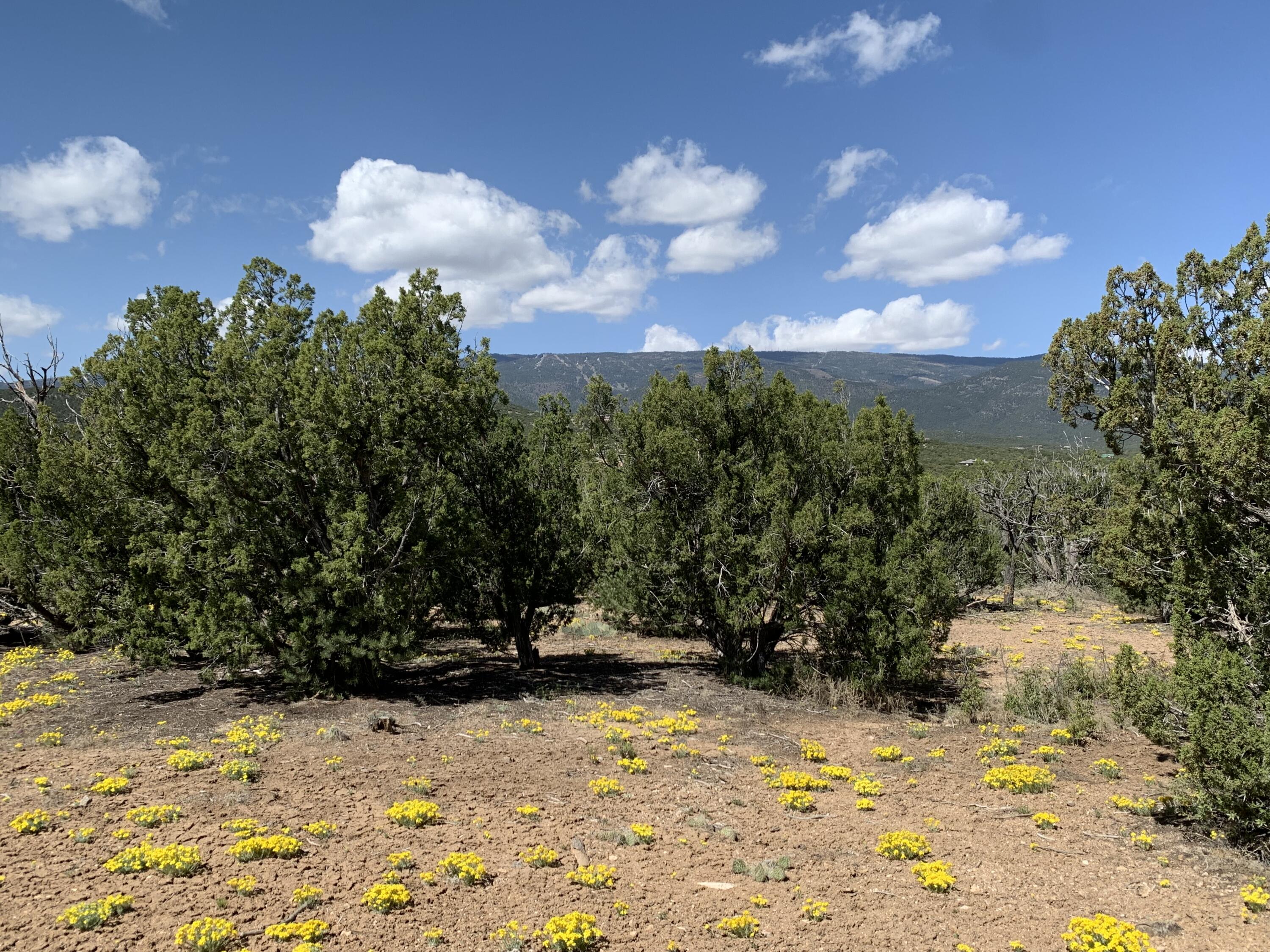 5 Vista De Sandia