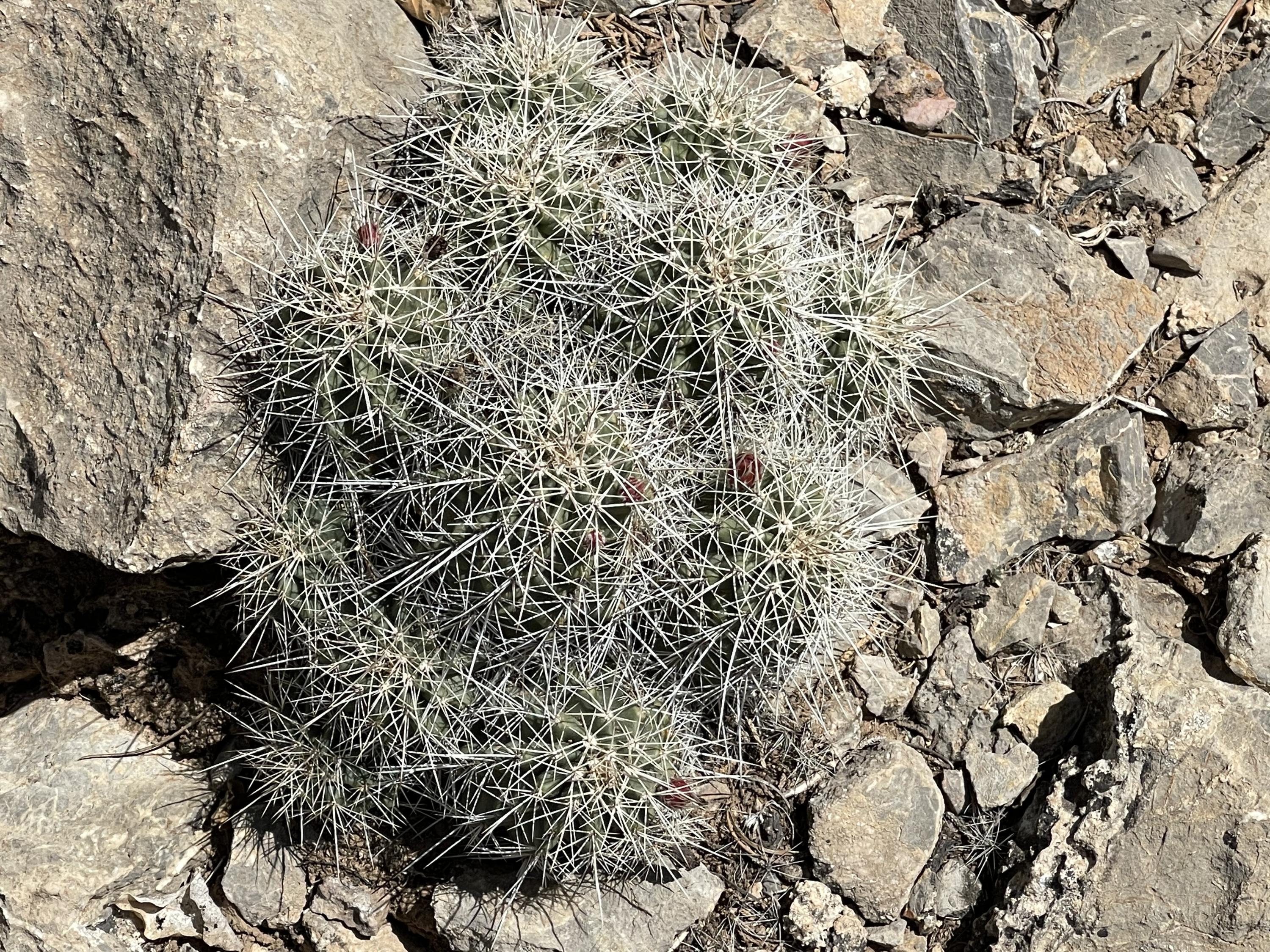 5 Vista De Sandia
