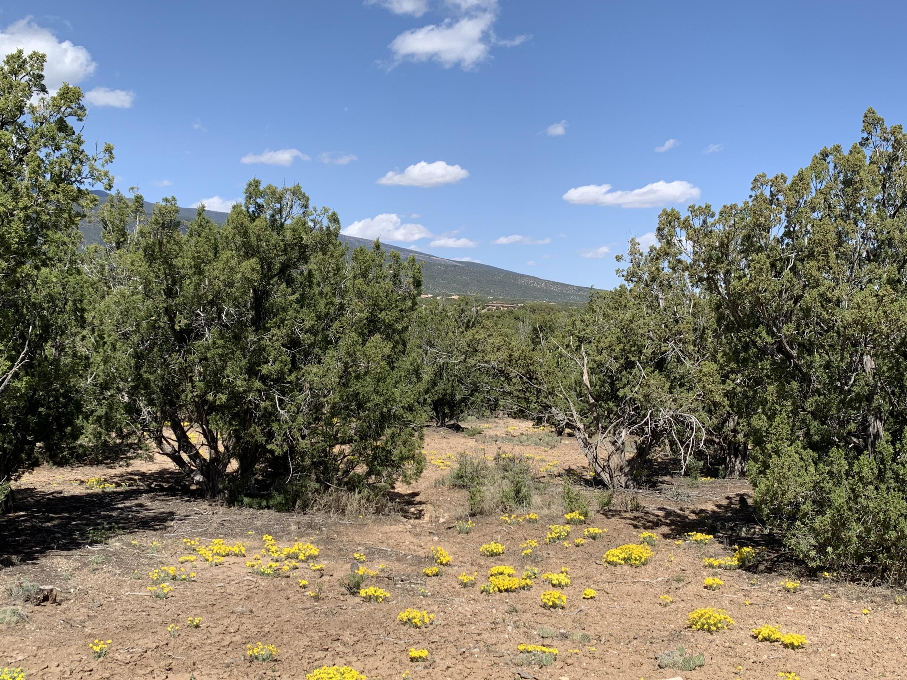 5 Vista De Sandia