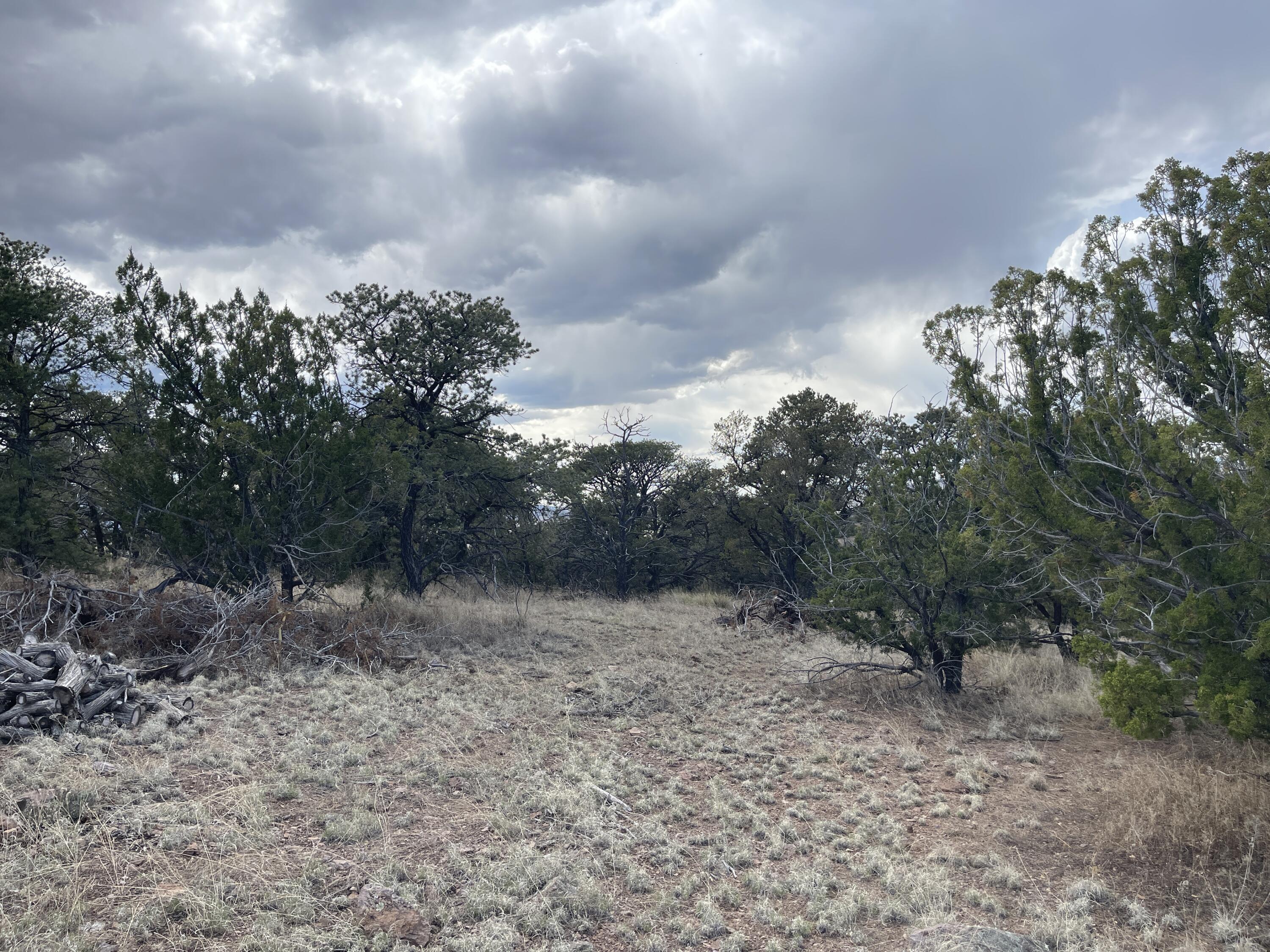 Big Cat Vista Ranch