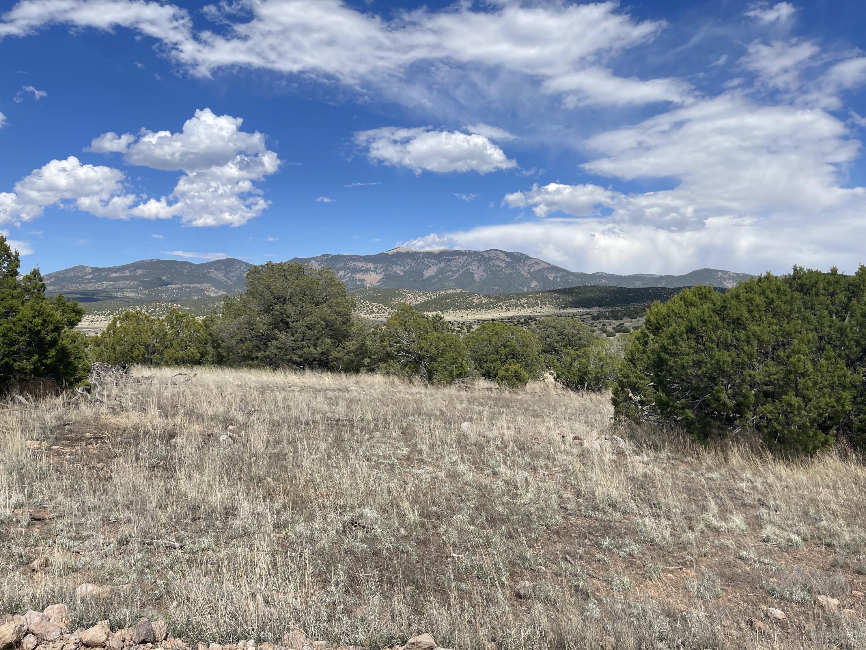 Big Cat Vista Ranch