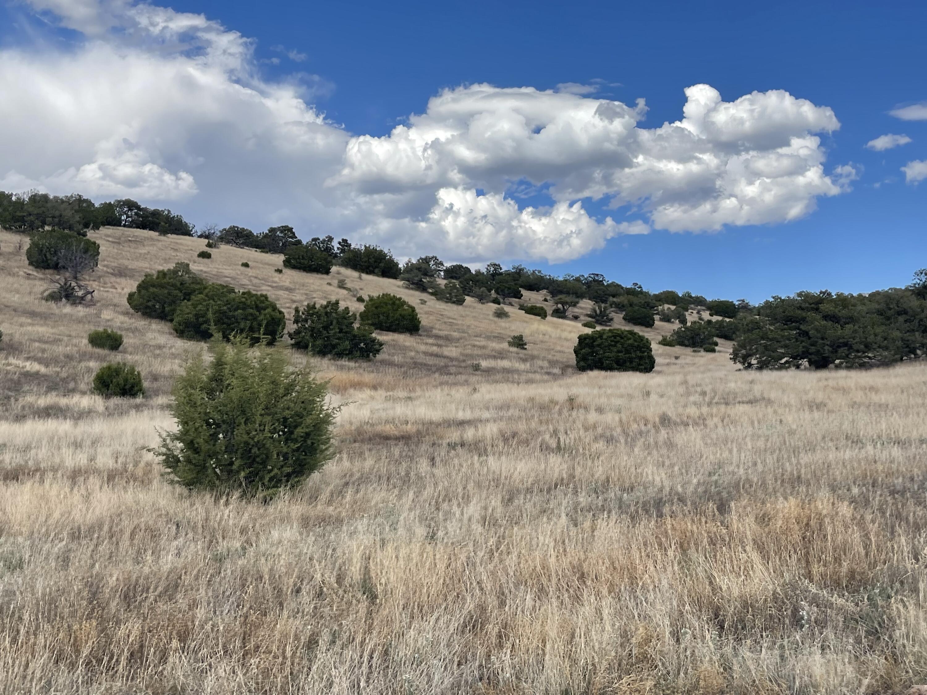 Big Cat Vista Ranch