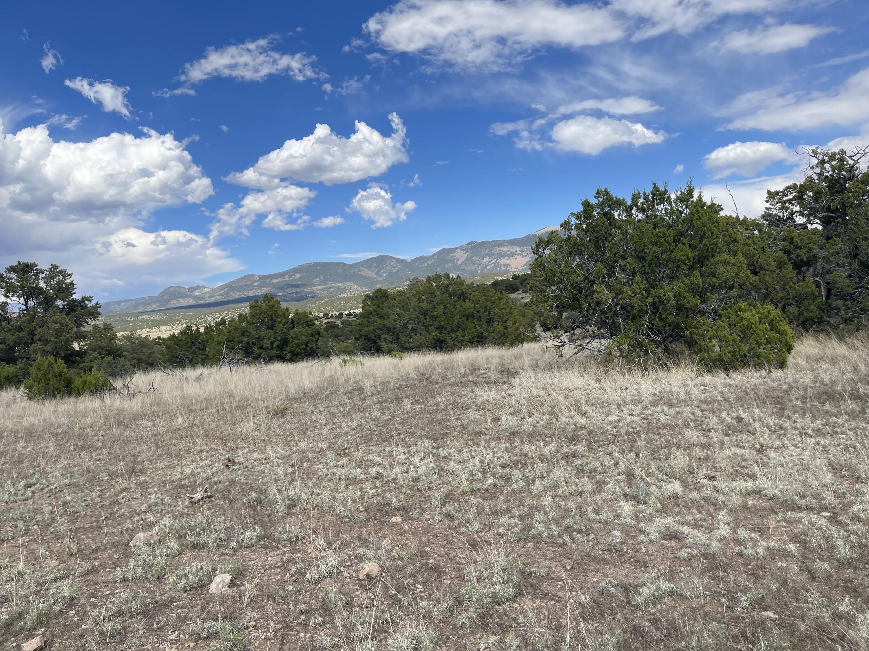 Big Cat Vista Ranch