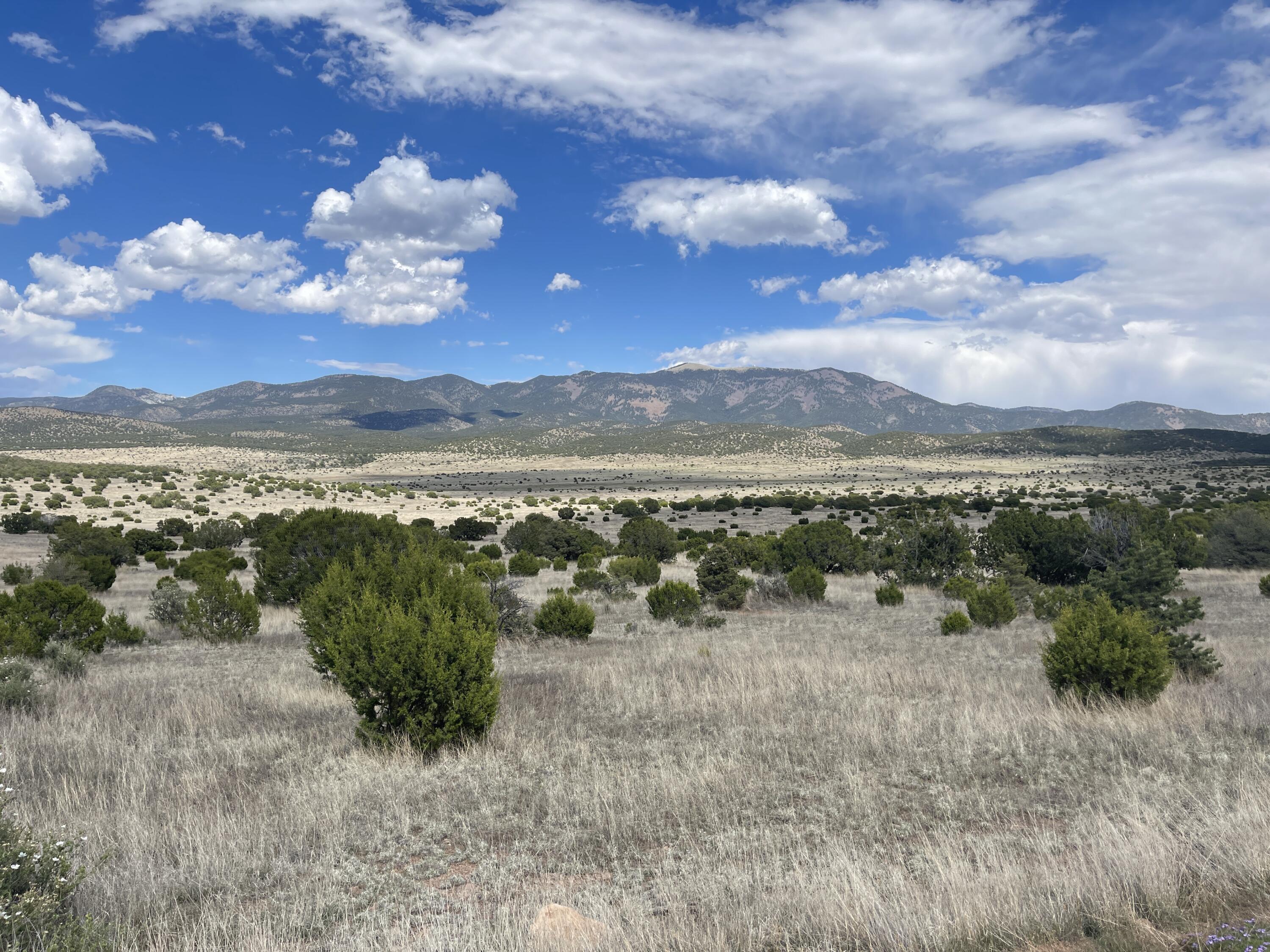 Big Cat Vista Ranch