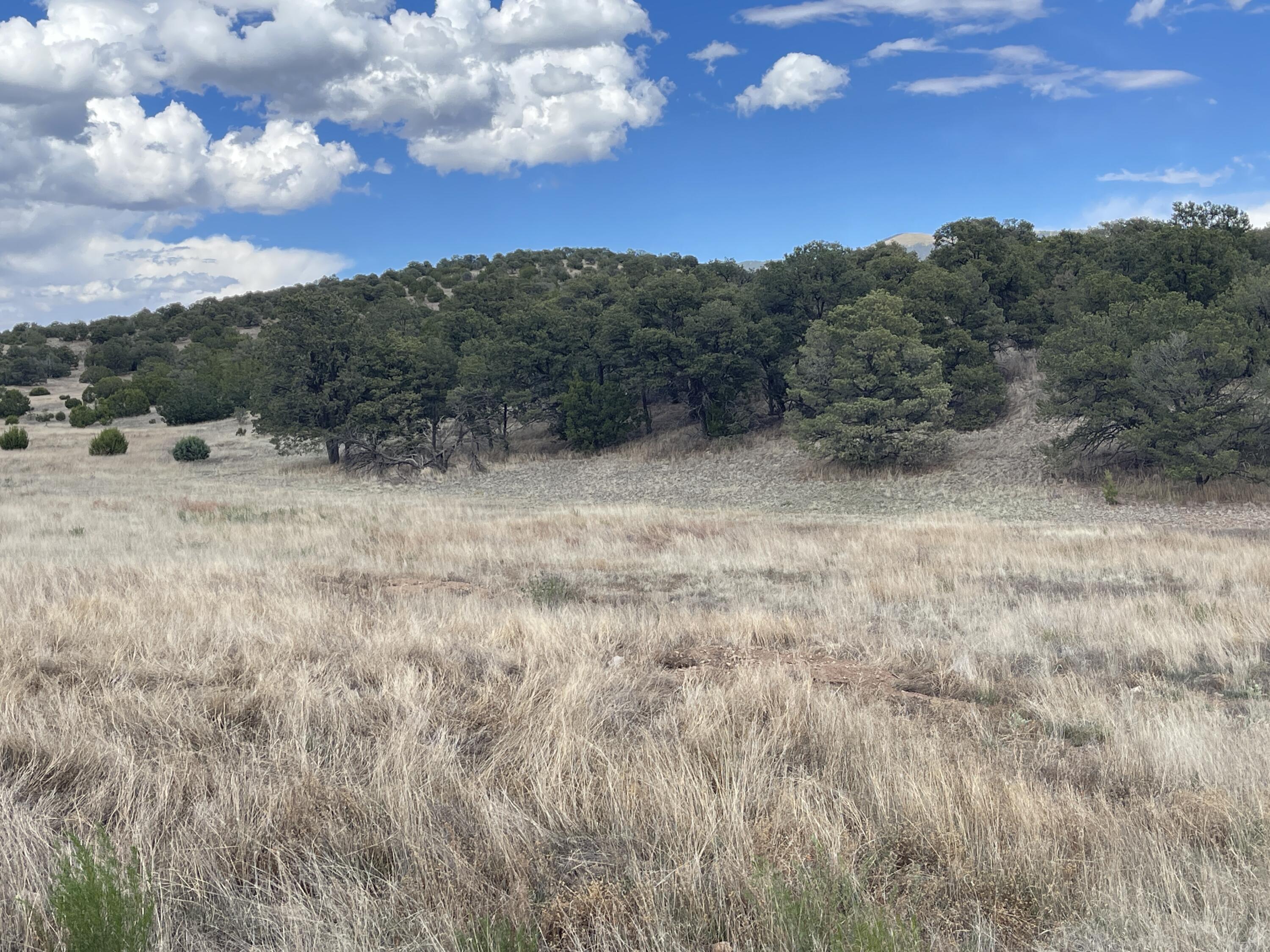 Big Cat Vista Ranch