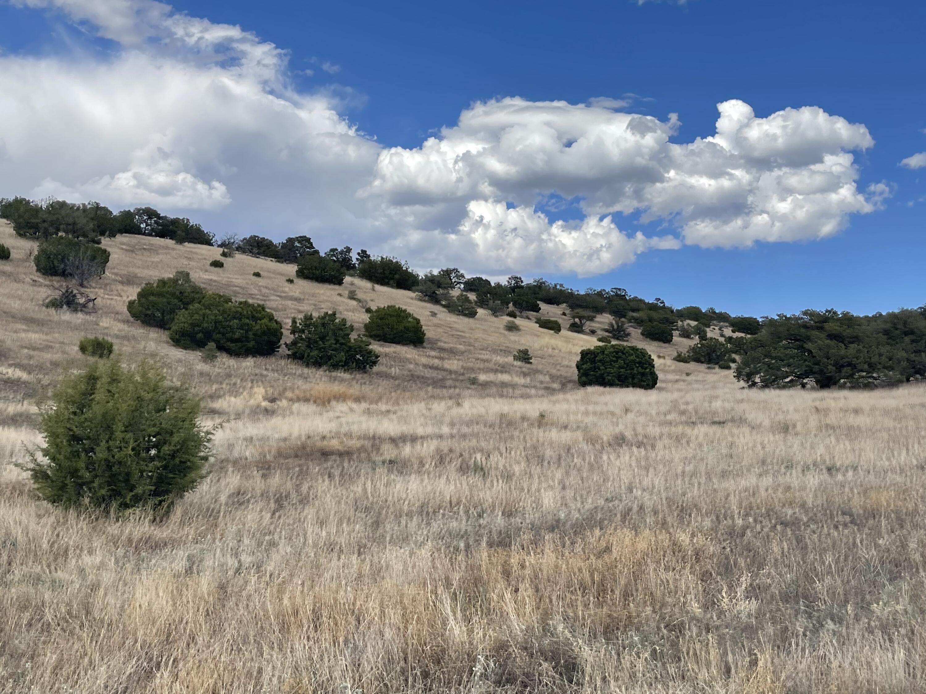Big Cat Vista Ranch