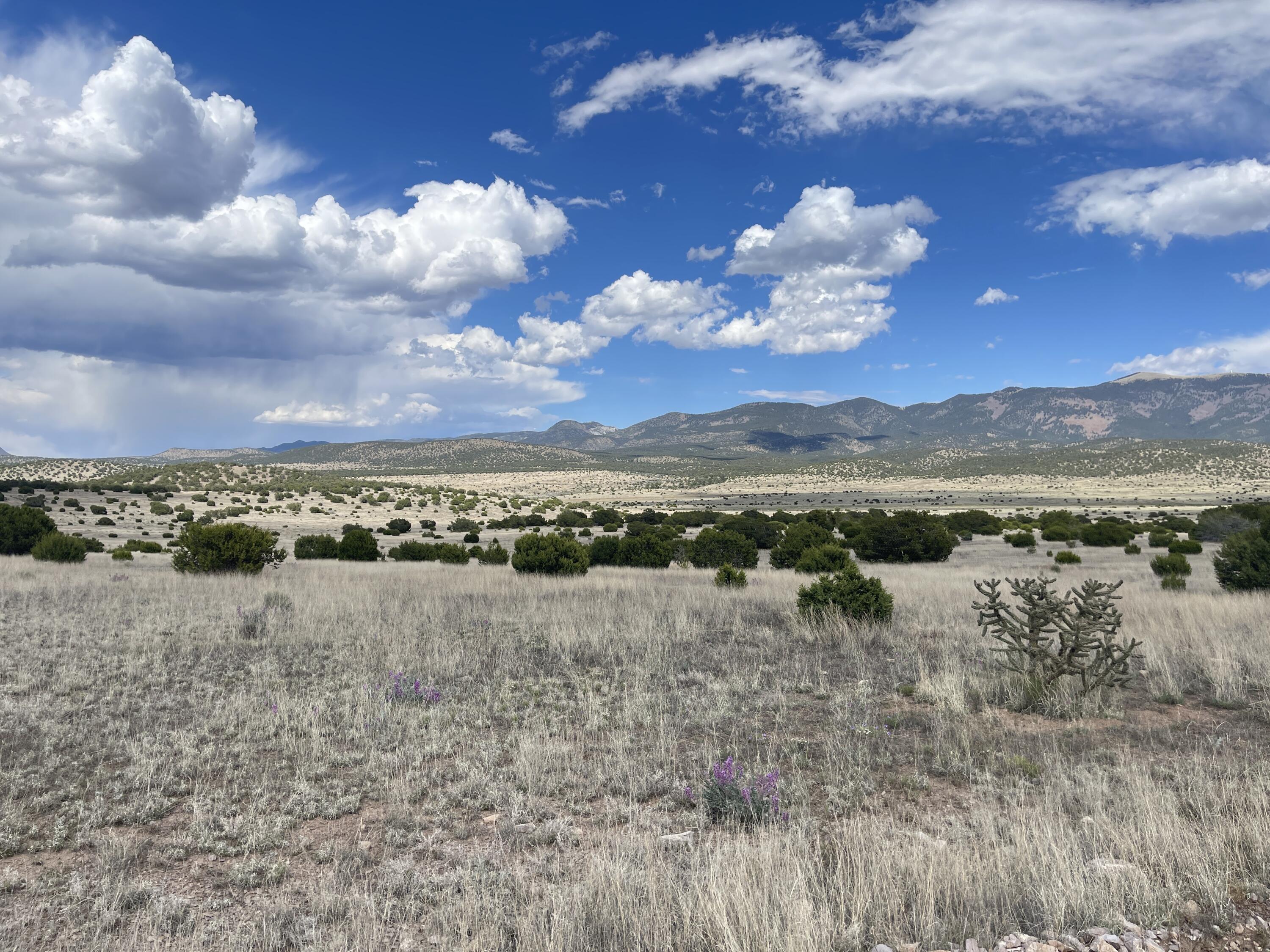 Big Cat Vista Ranch
