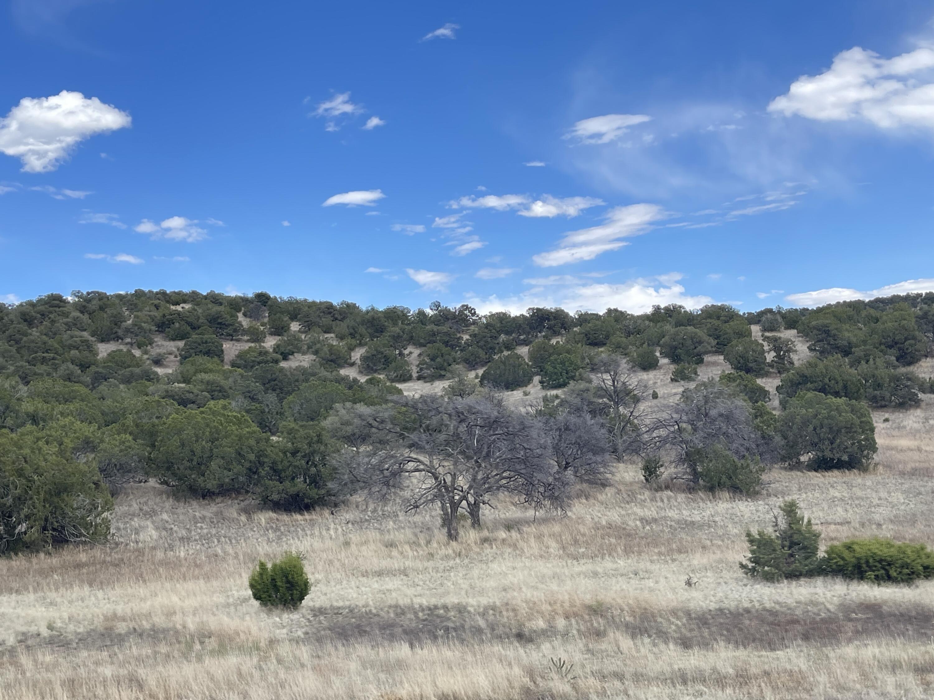 Big Cat Vista Ranch