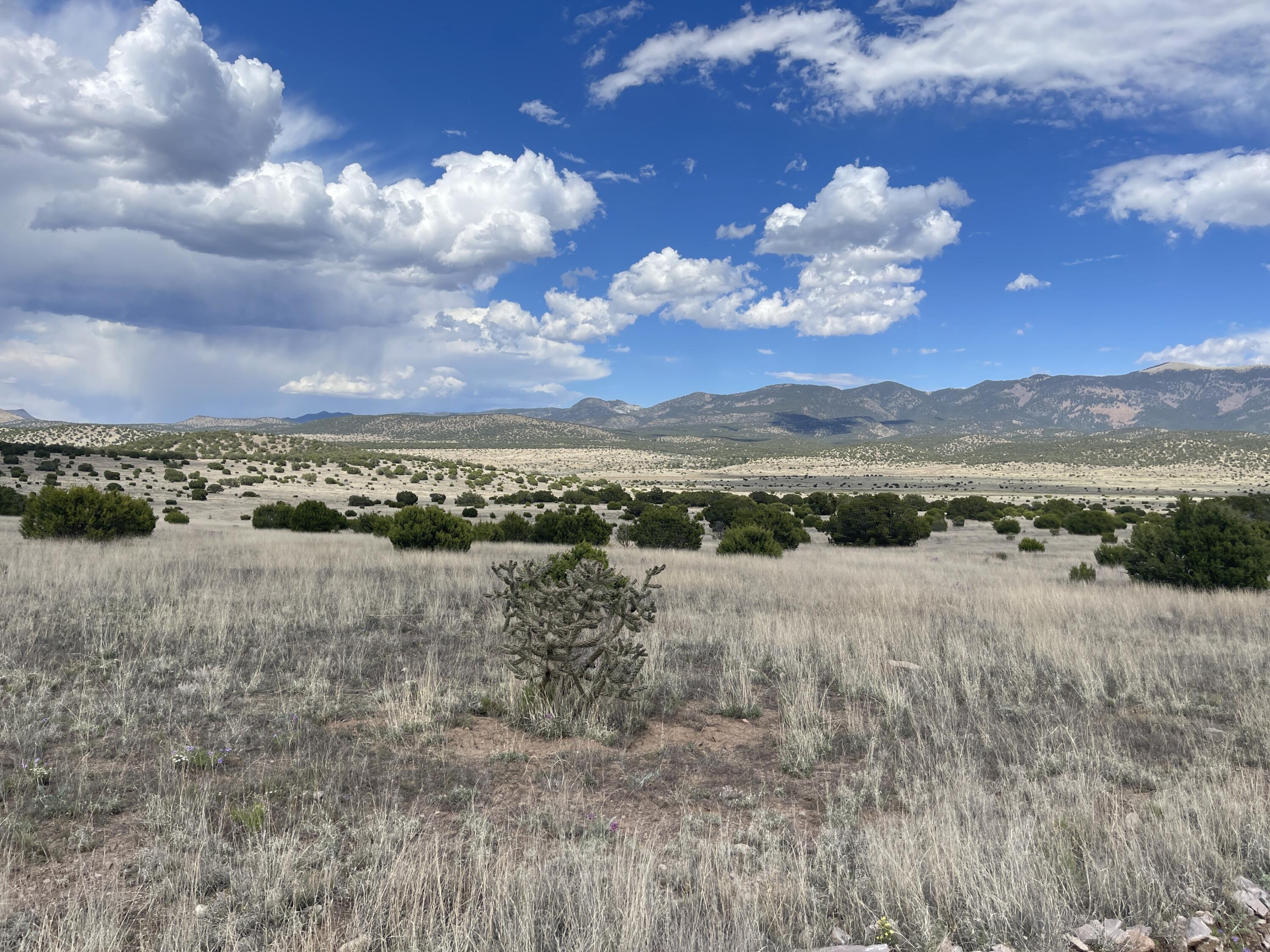 Big Cat Vista Ranch