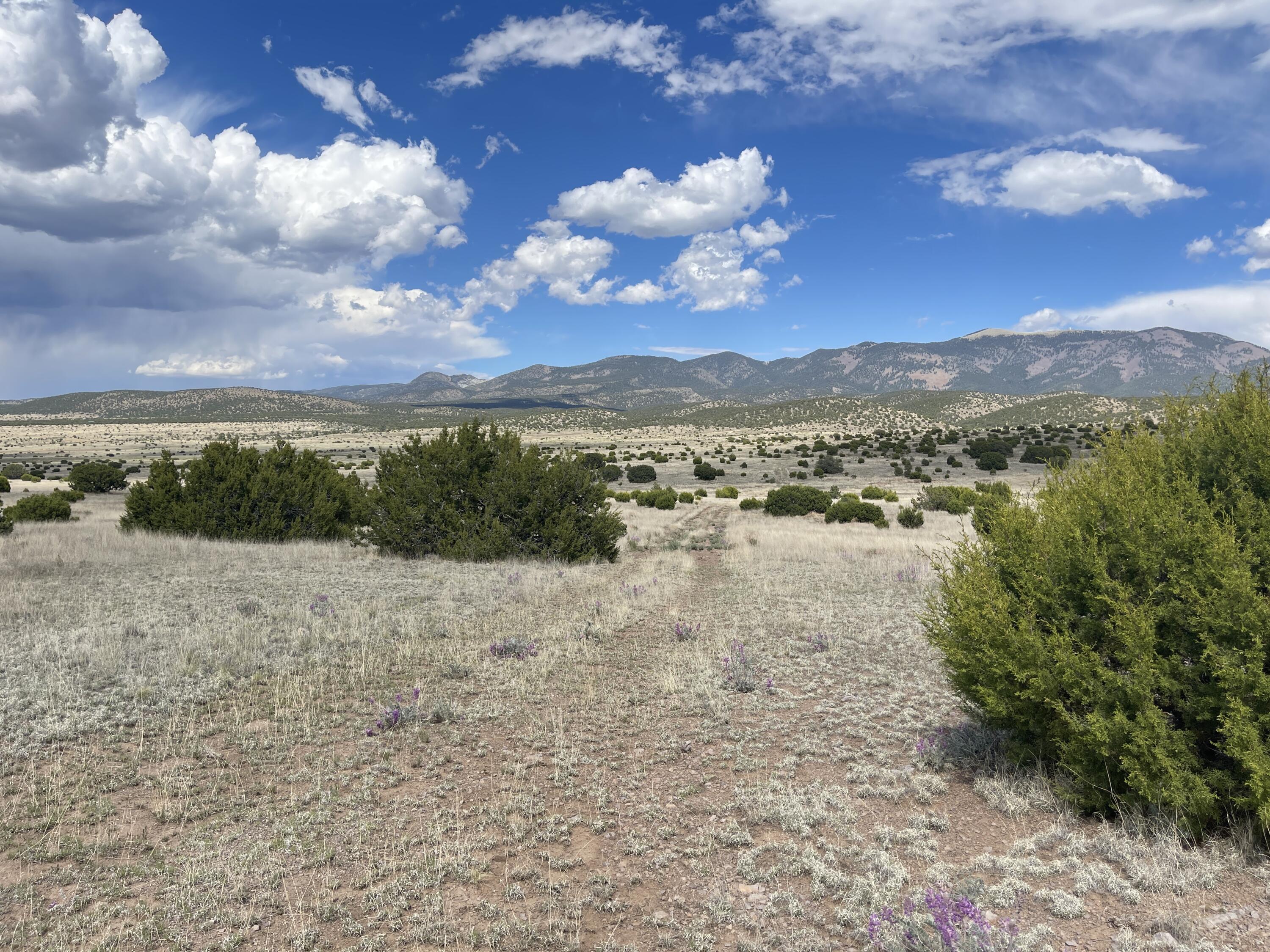 Big Cat Vista Ranch
