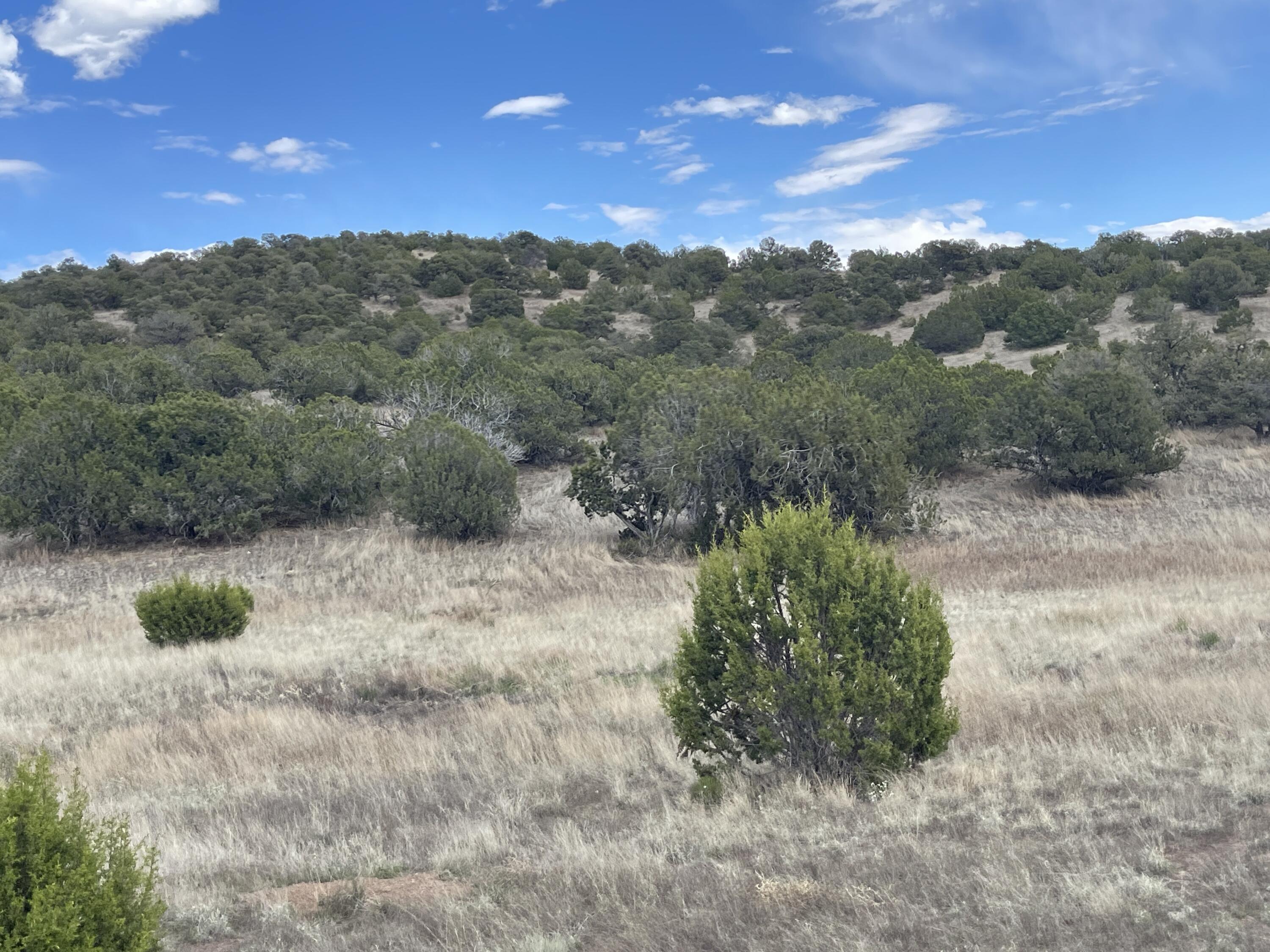 Big Cat Vista Ranch