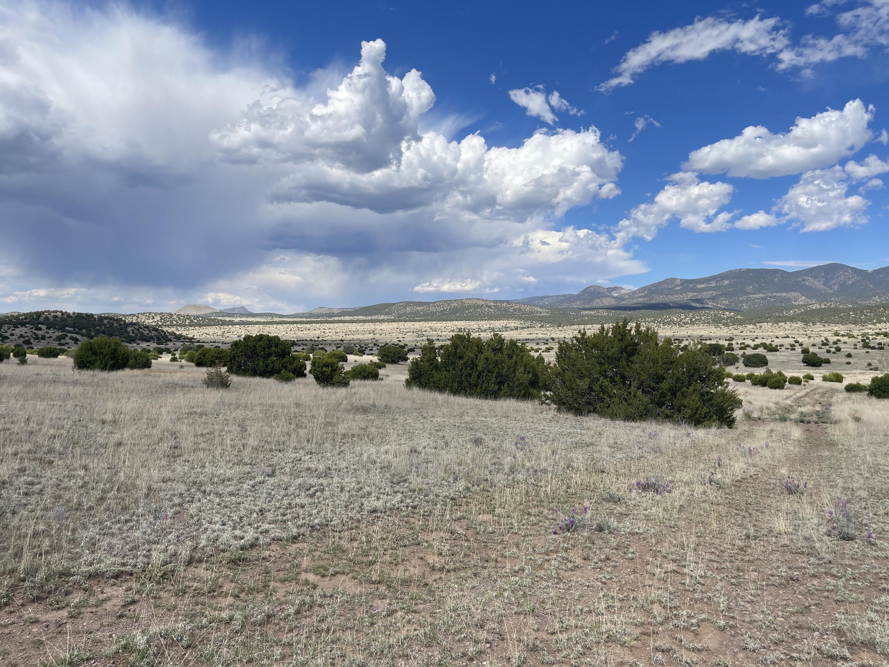 Big Cat Vista Ranch
