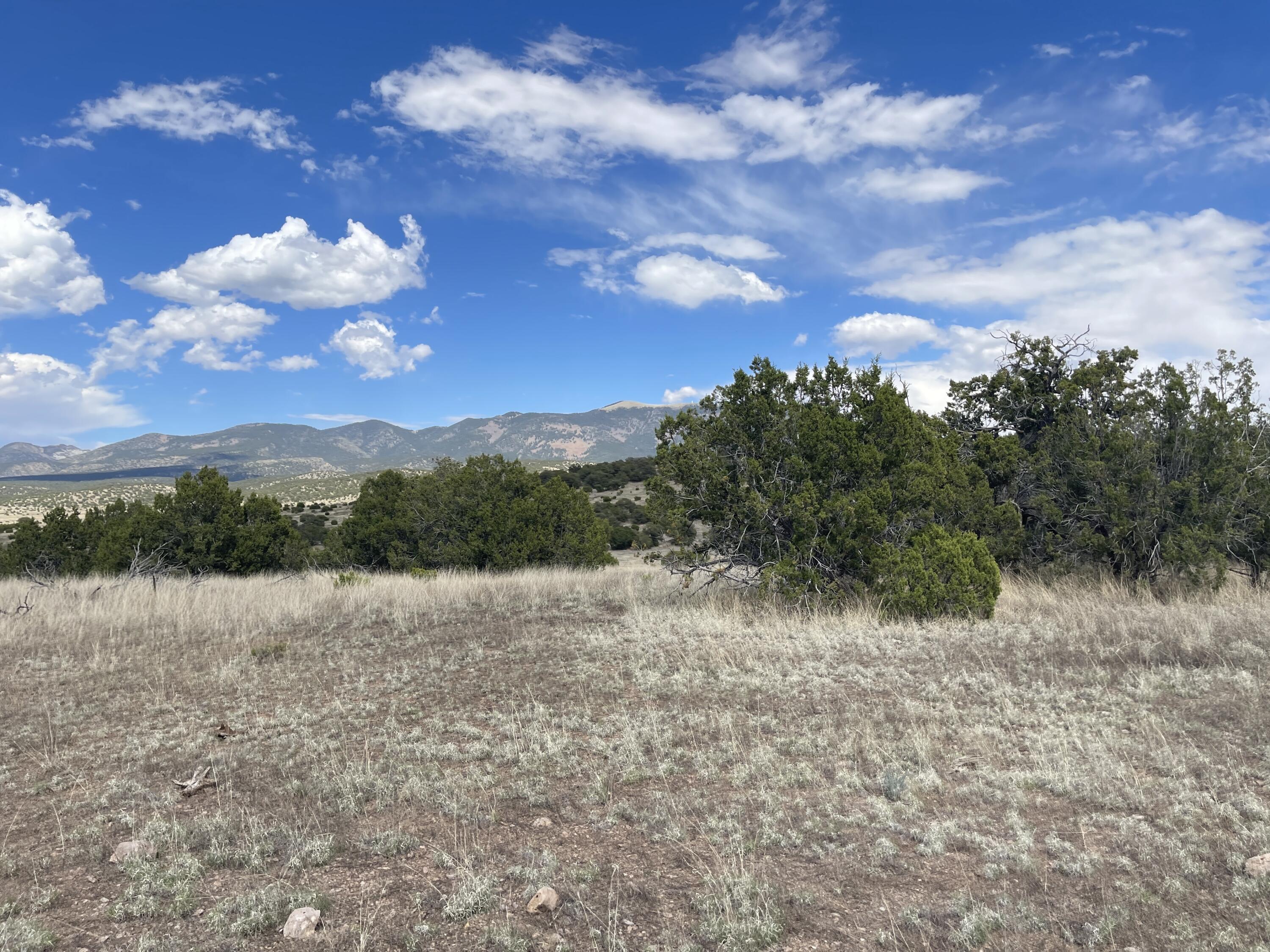 Big Cat Vista Ranch