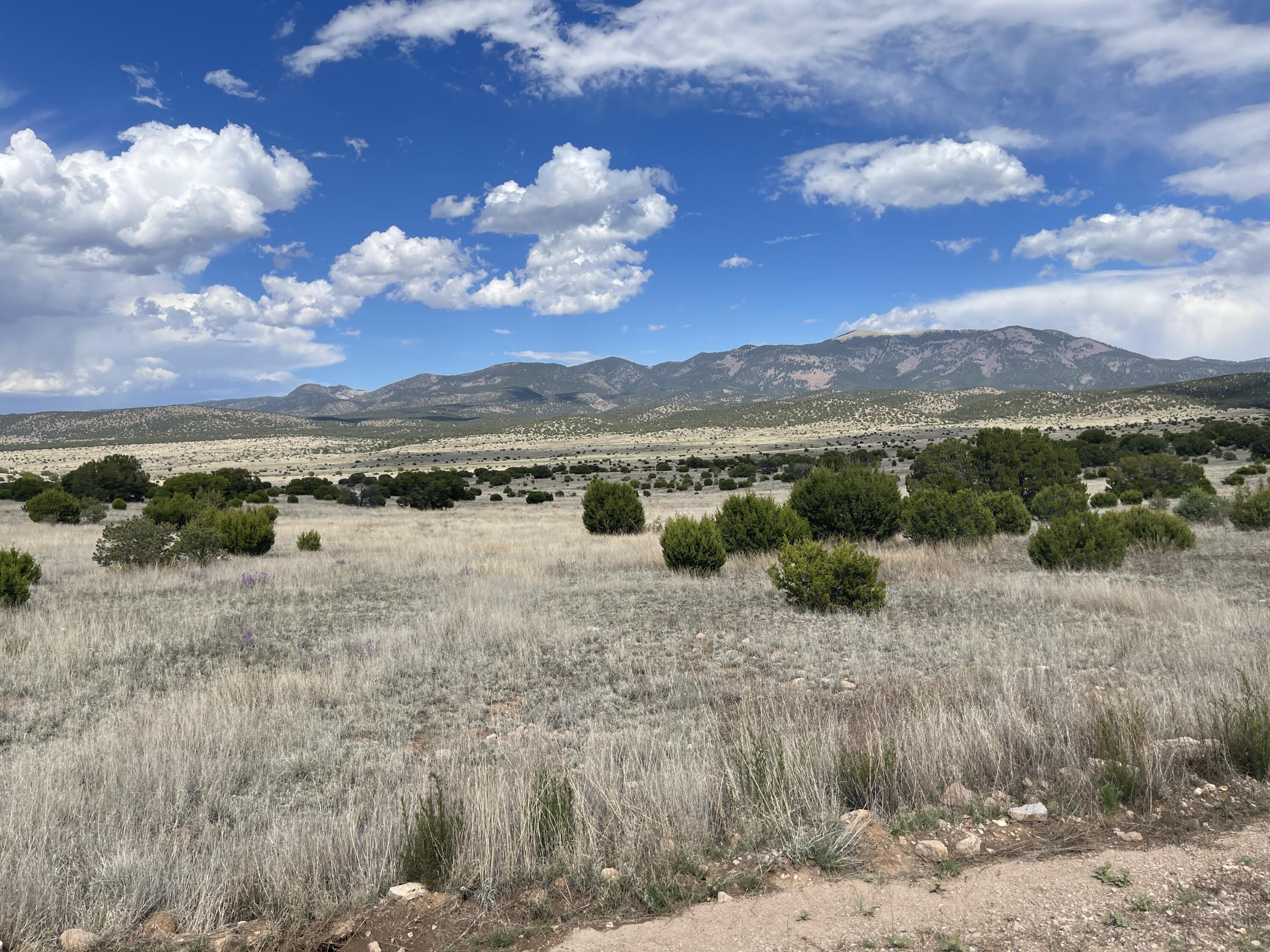 Big Cat Vista Ranch