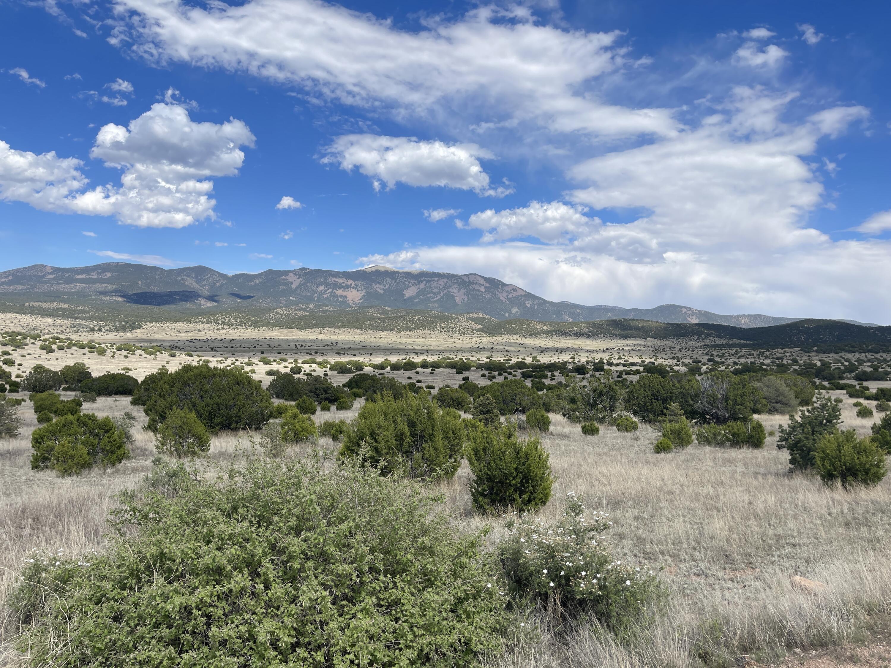 Big Cat Vista Ranch