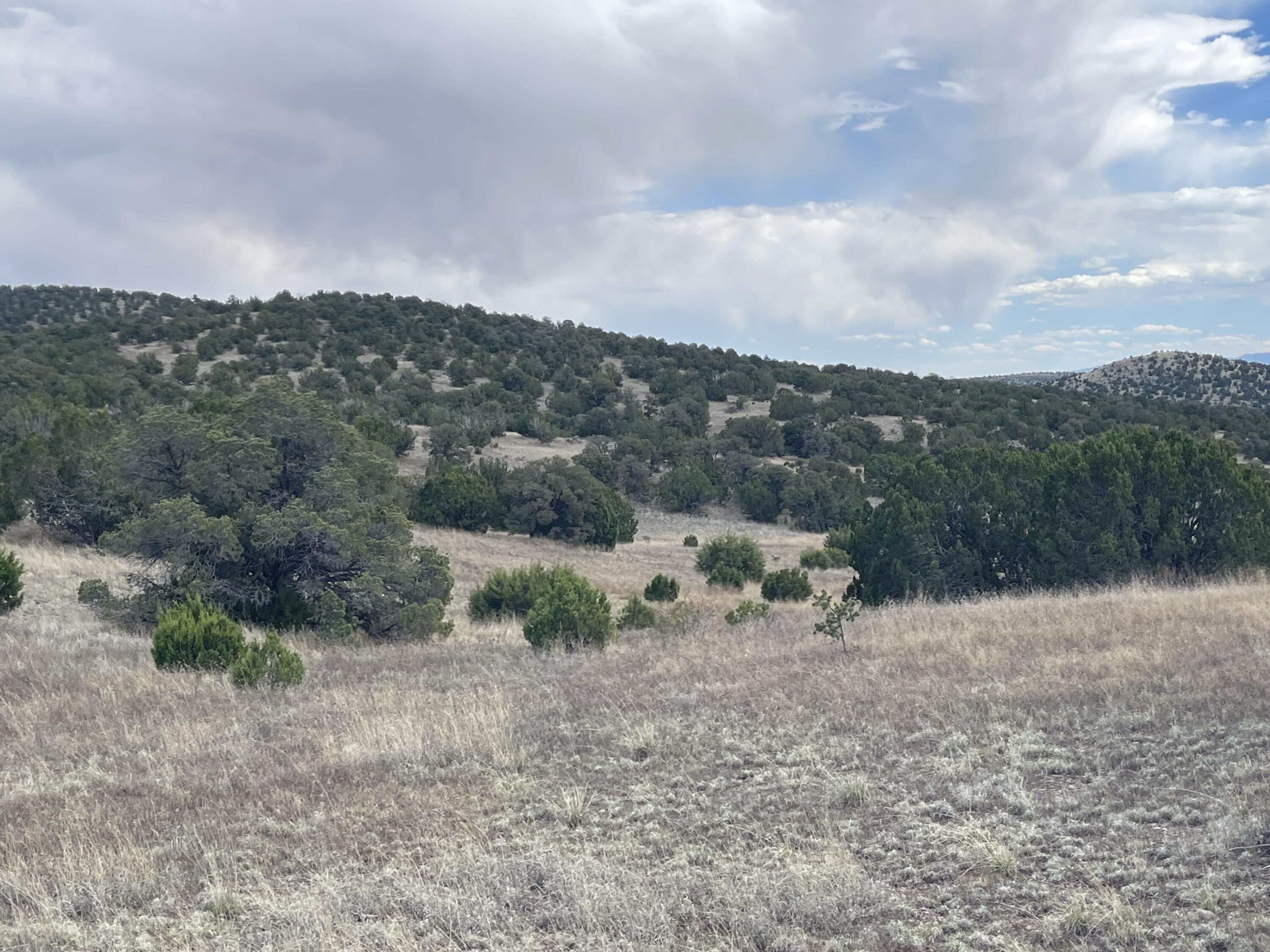 Big Cat Vista Ranch