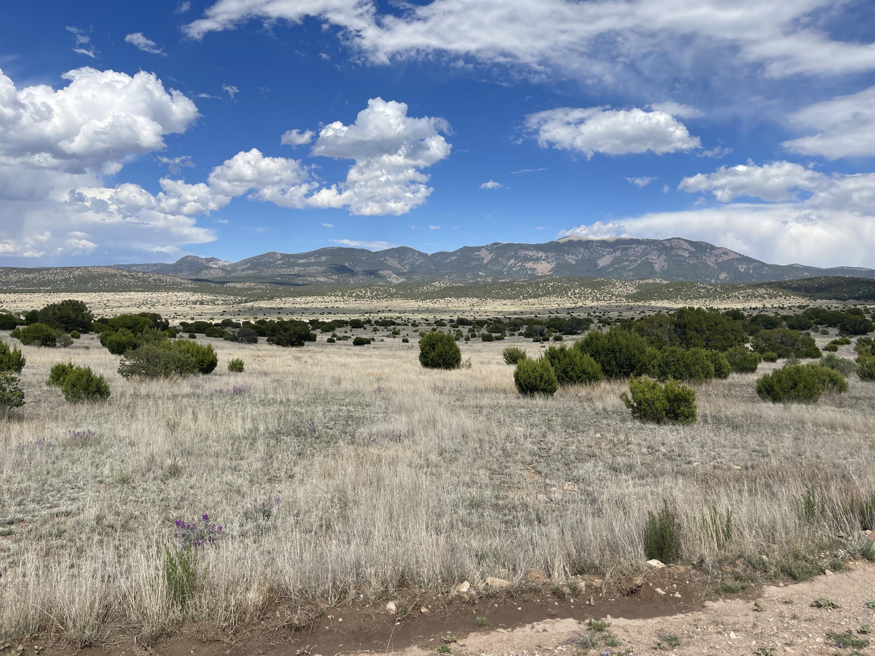 Big Cat Vista Ranch