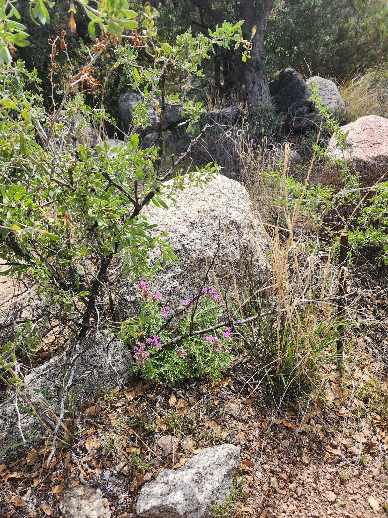 233 Spring Creek Court NE