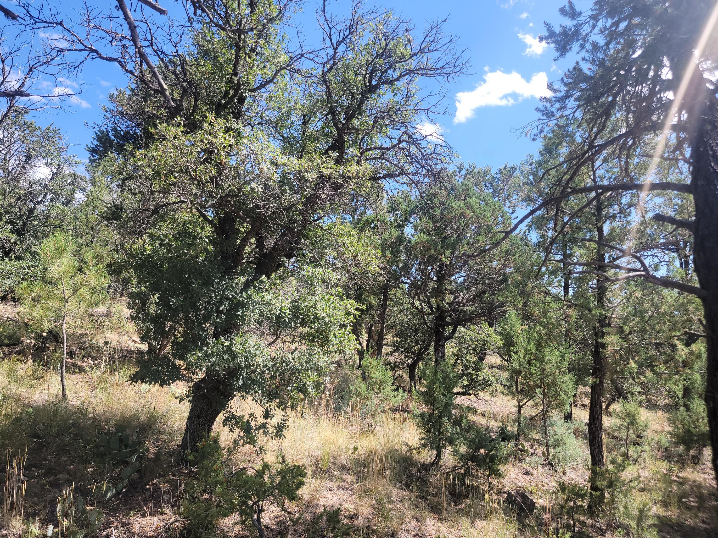 28 Pinon Drive