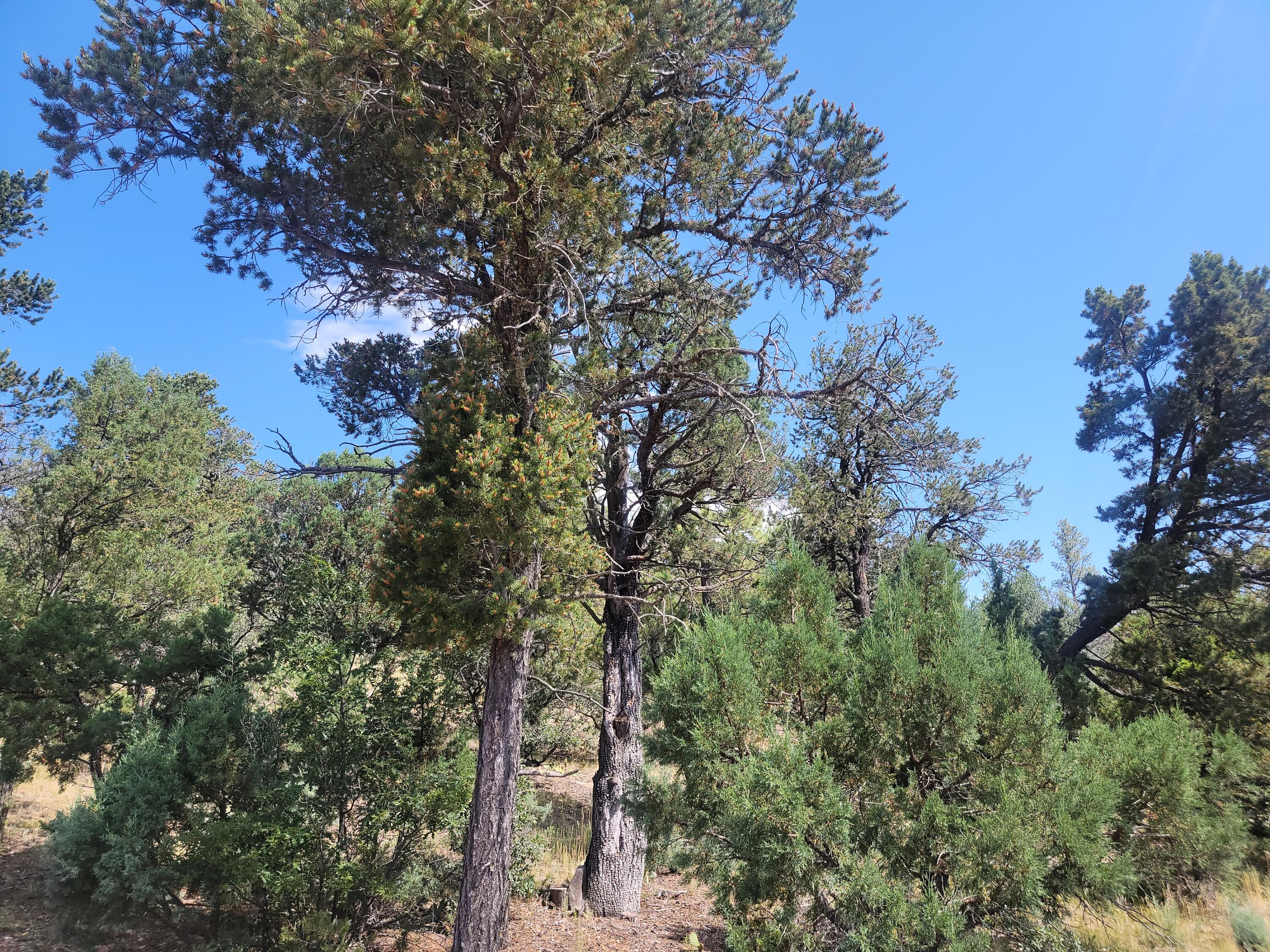 28 Pinon Drive
