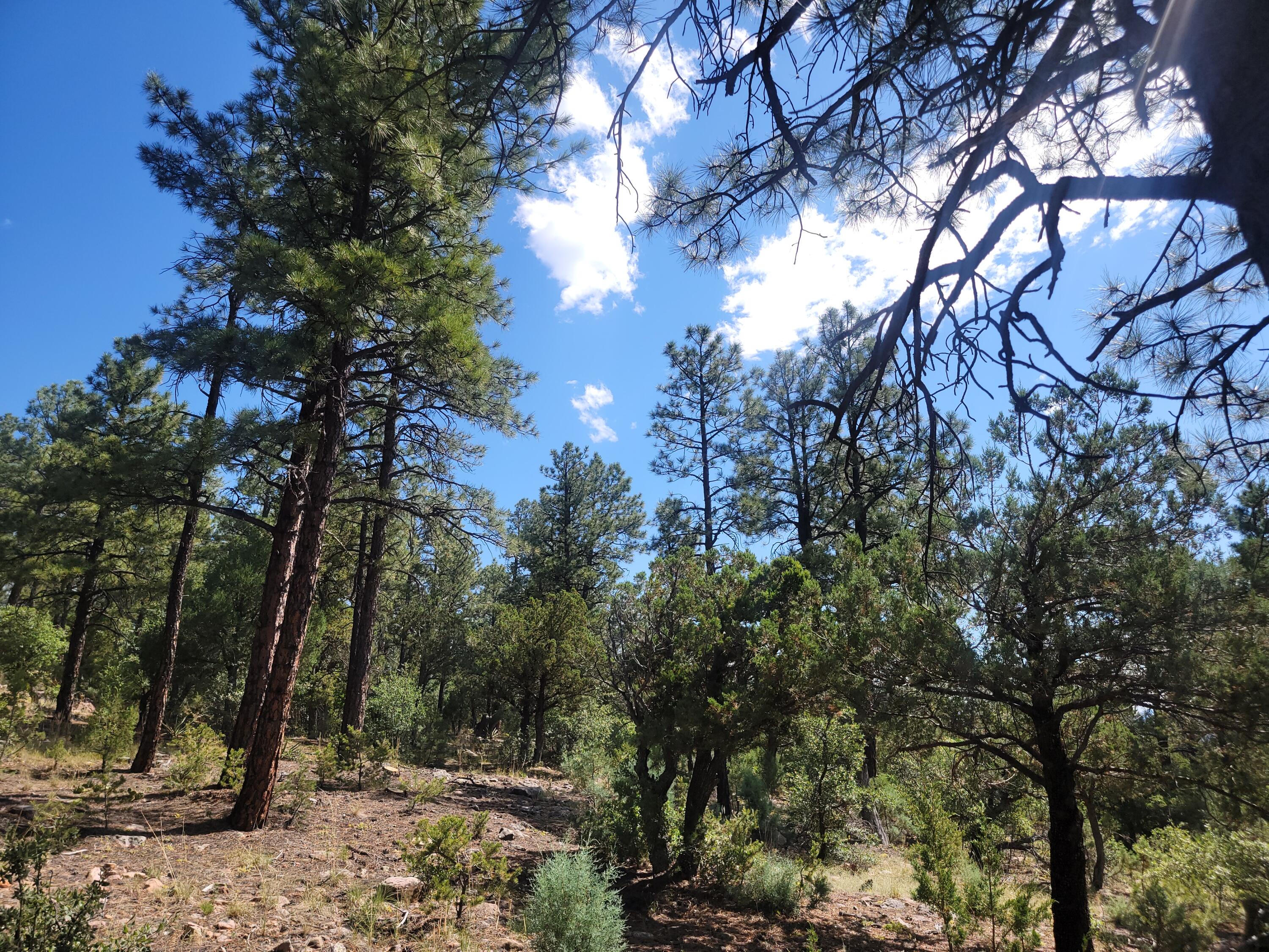 28 Pinon Drive