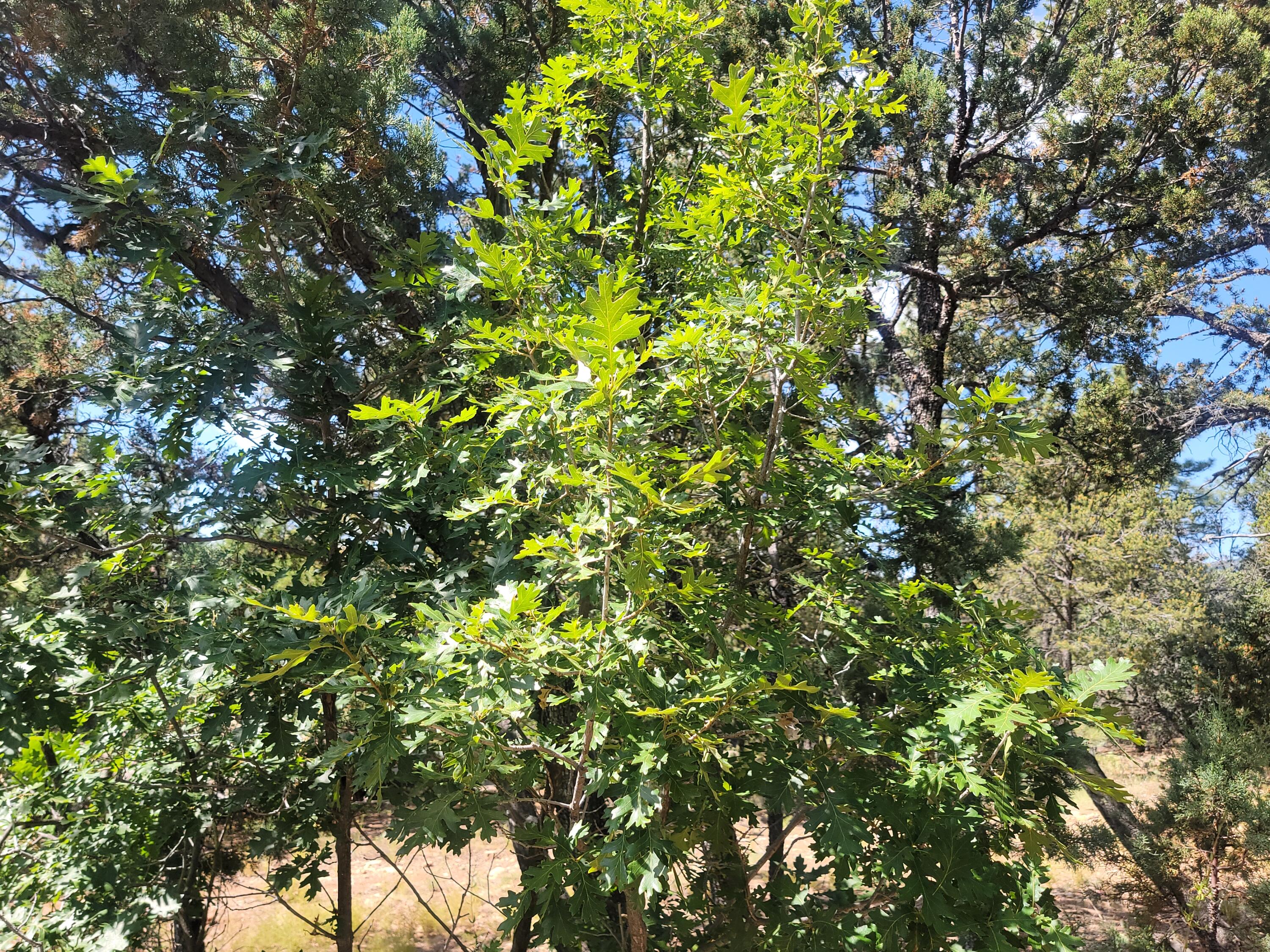 28 Pinon Drive