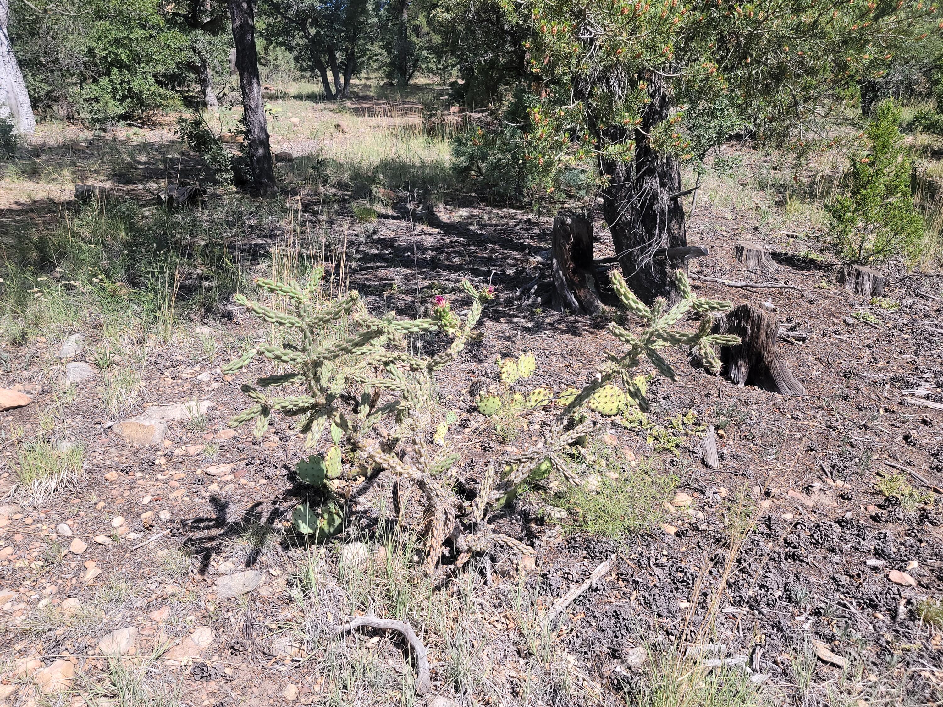 28 Pinon Drive