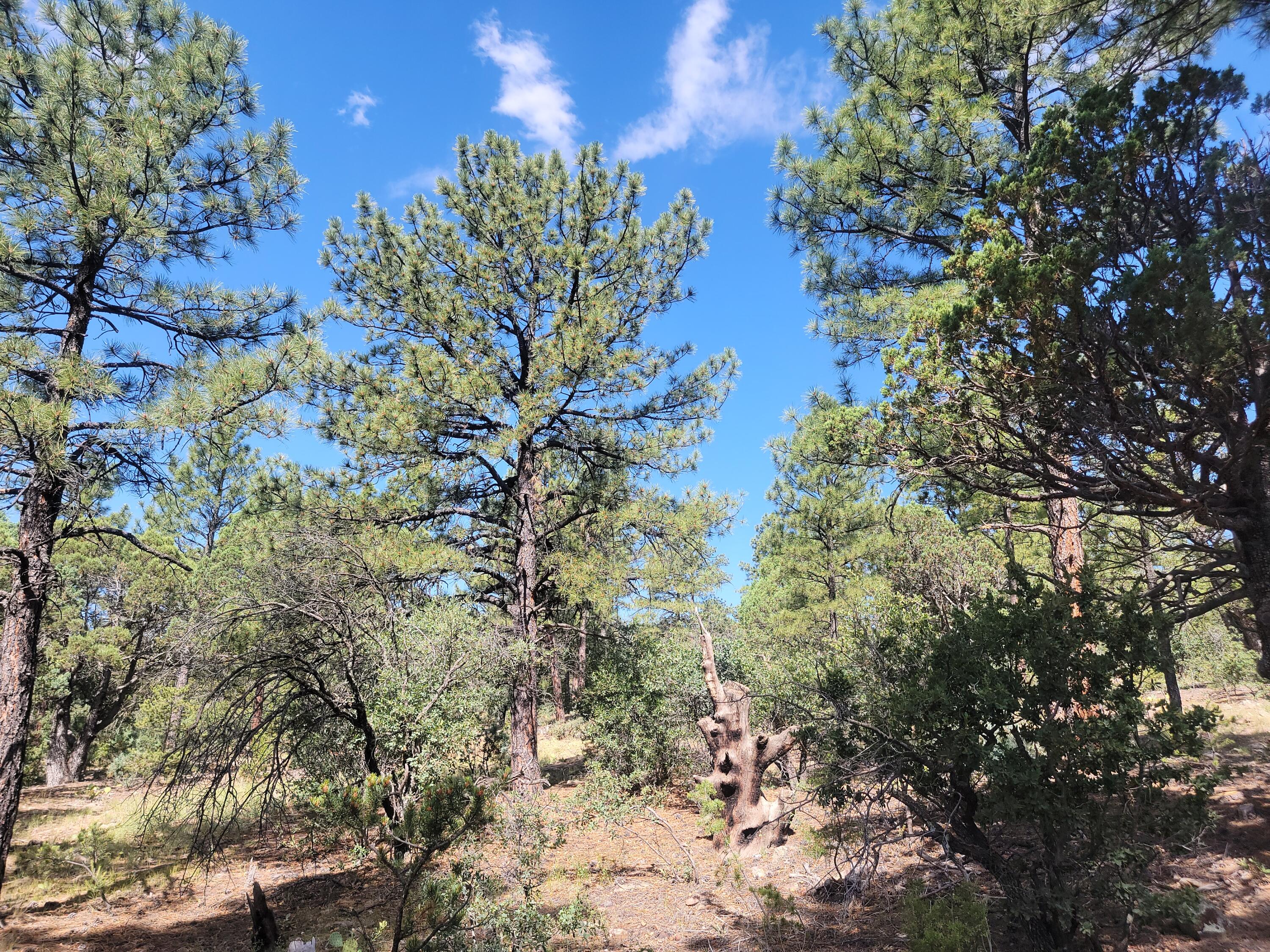 28 Pinon Drive