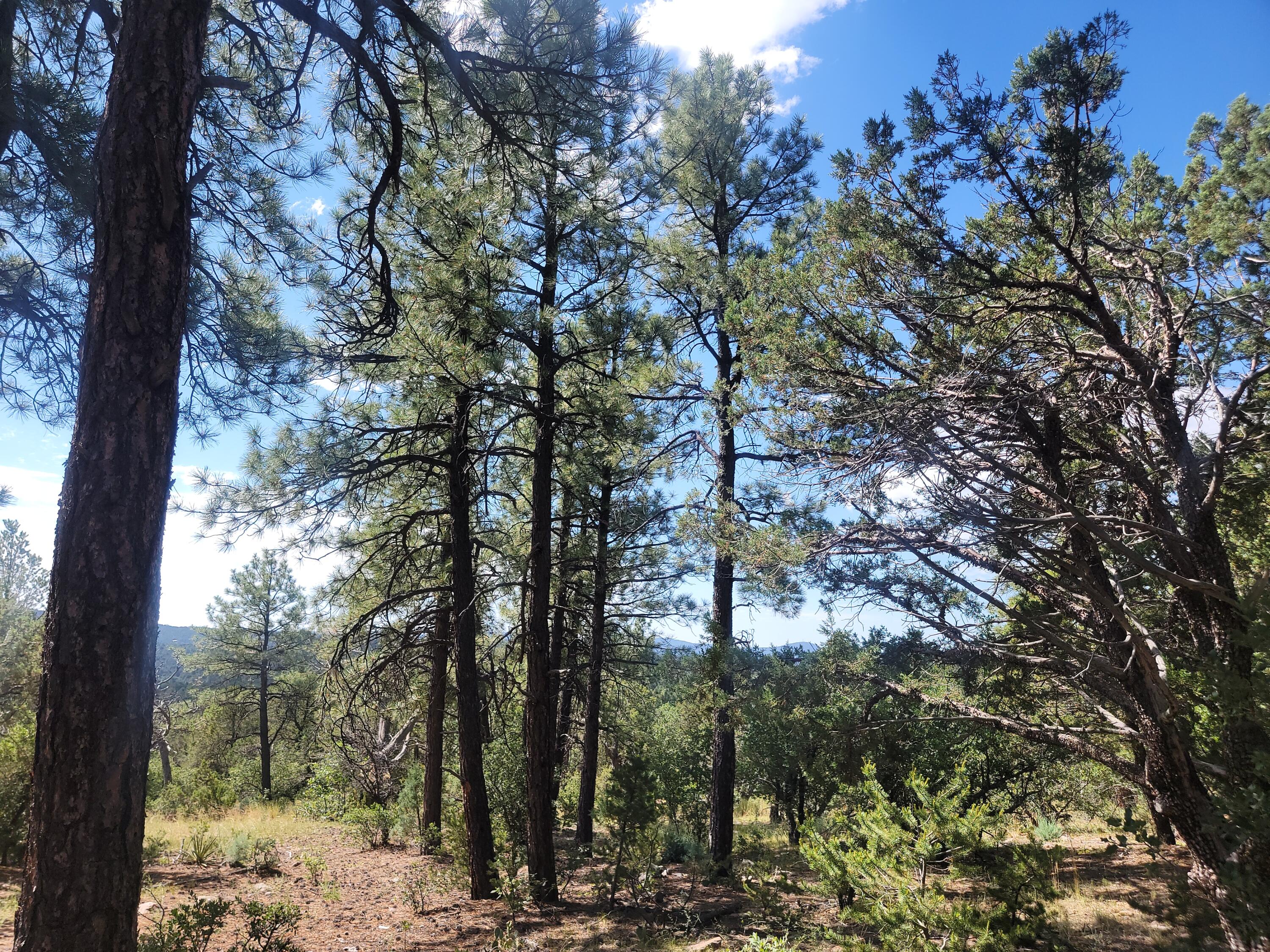 28 Pinon Drive