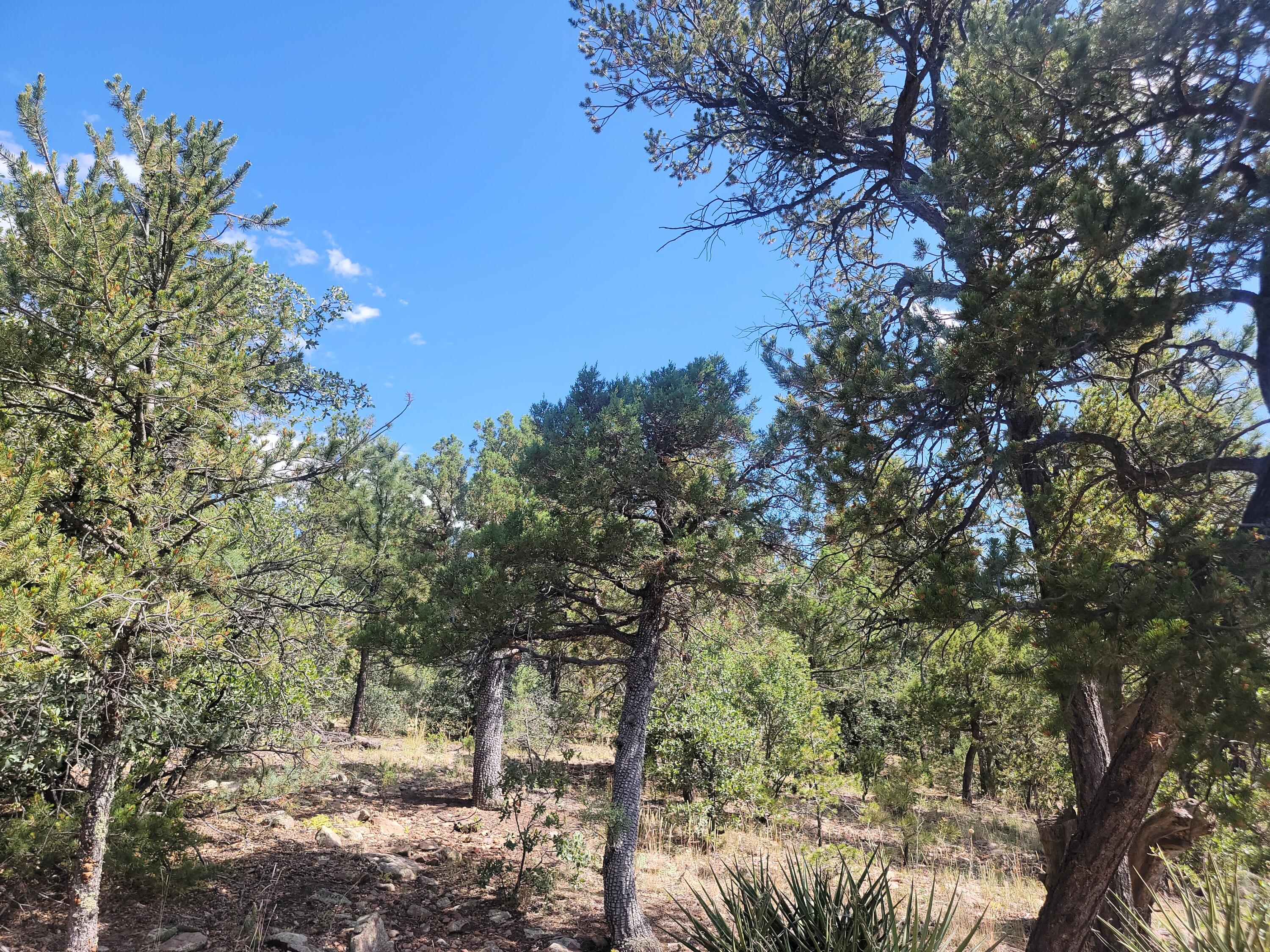 28 Pinon Drive