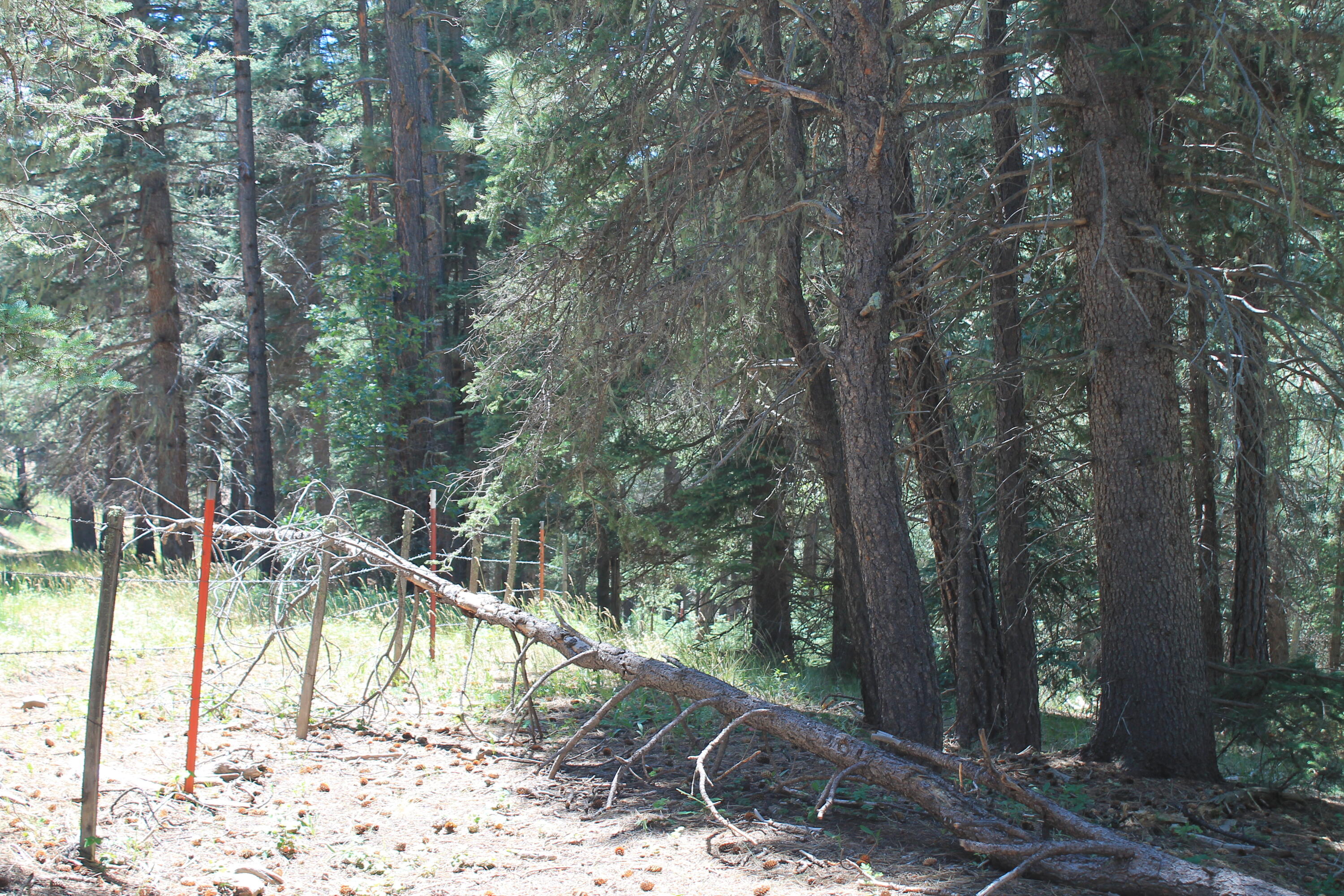 Las Palomas Road