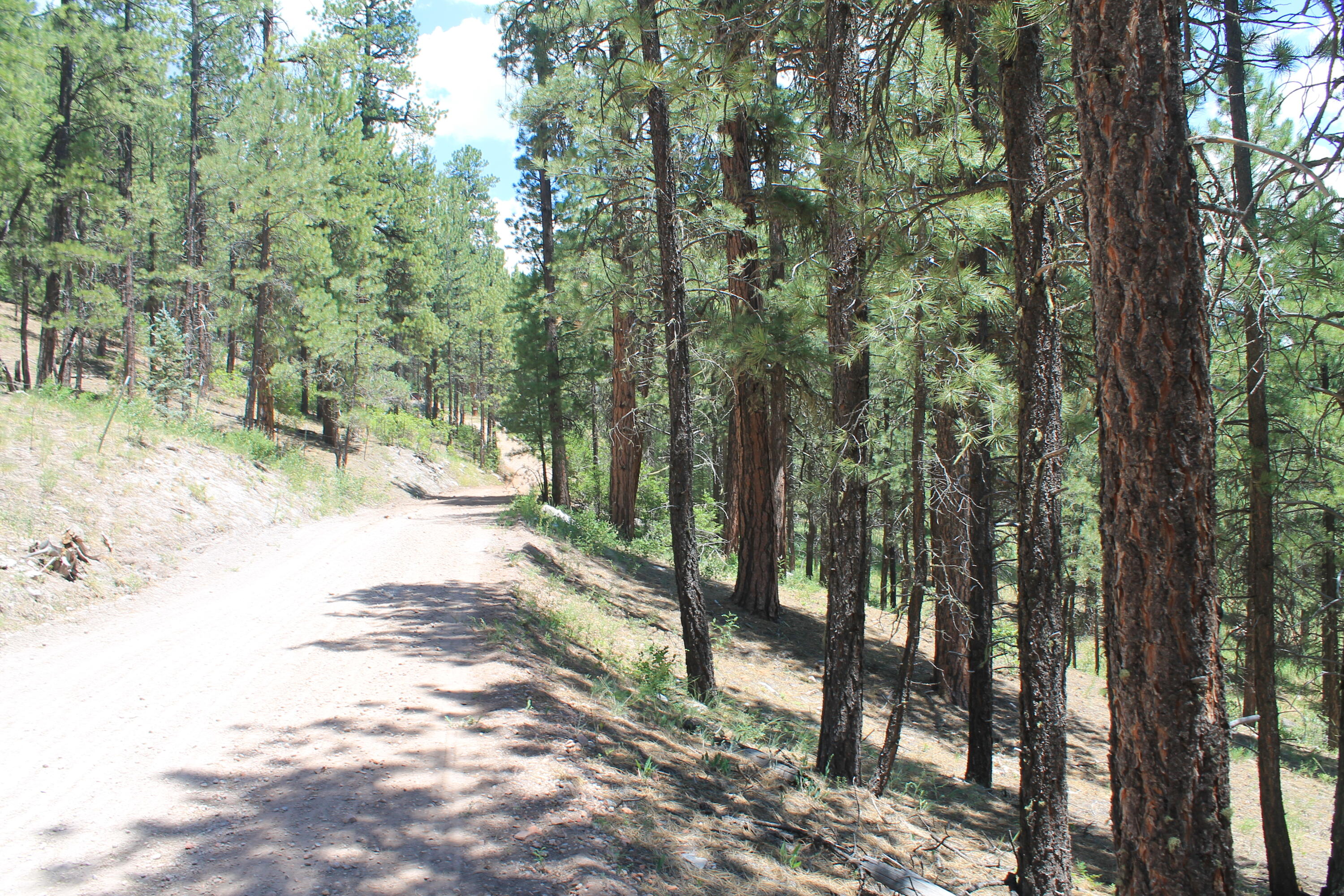 Las Palomas Road