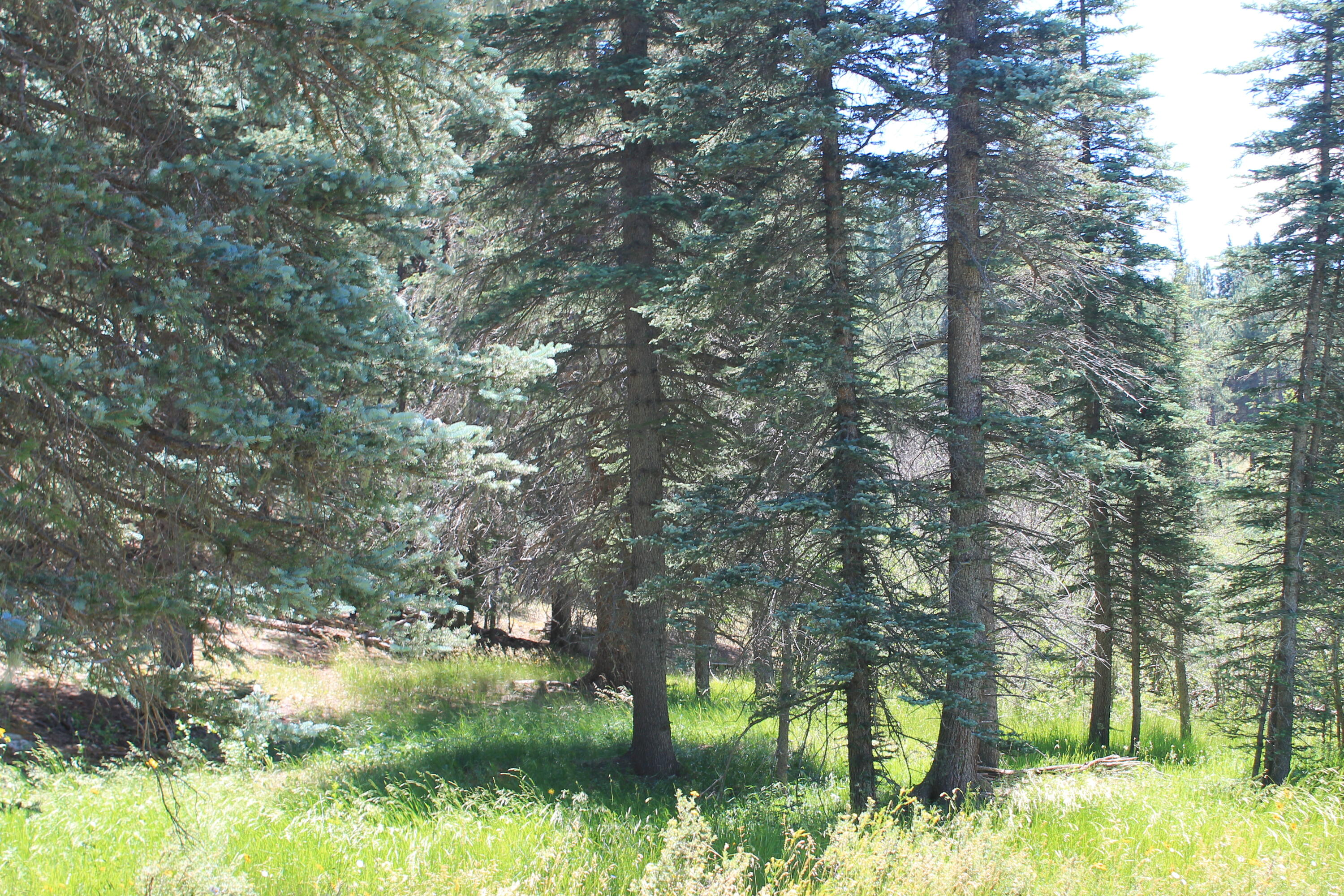 Las Palomas Road