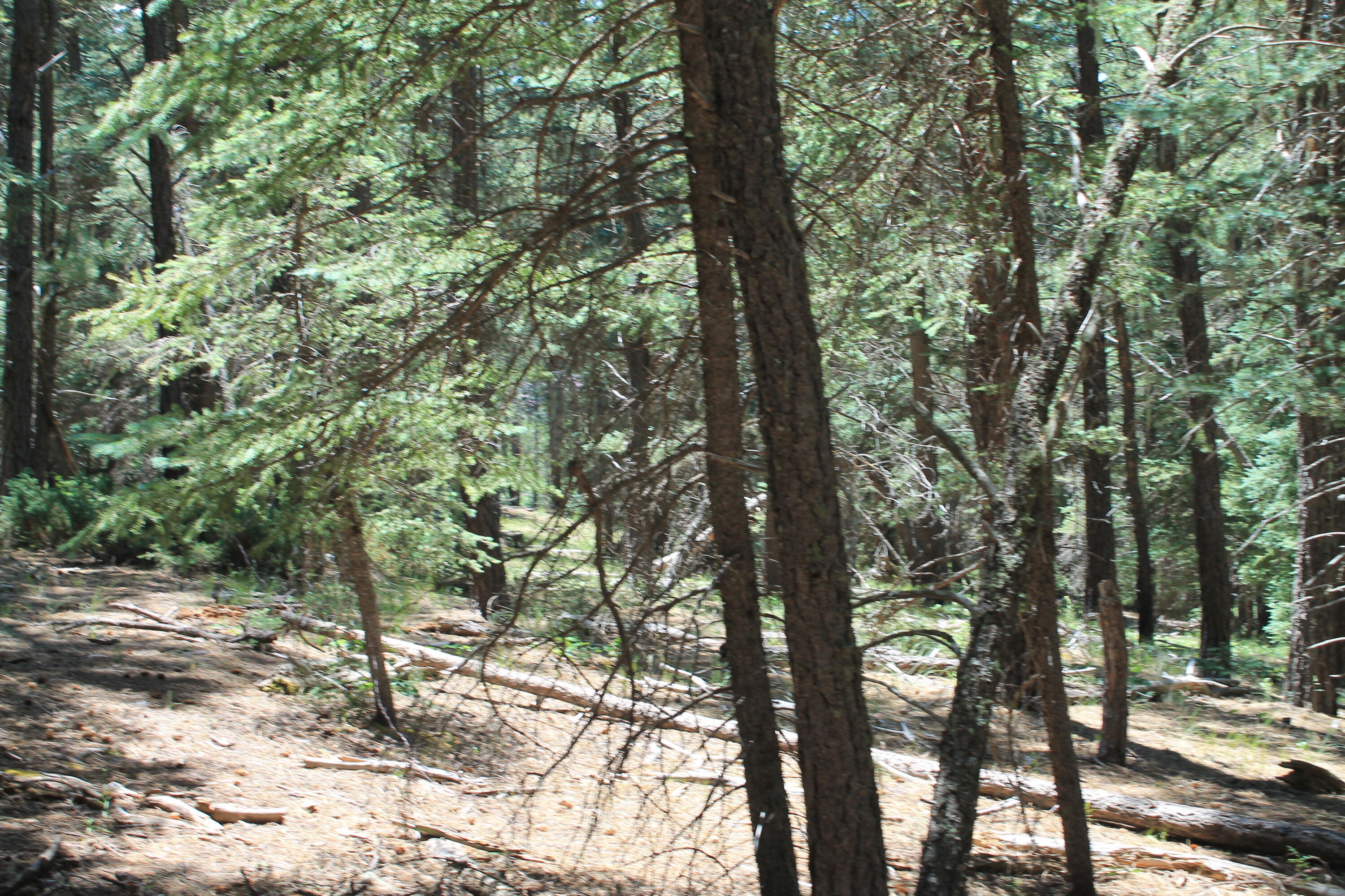 Las Palomas Road