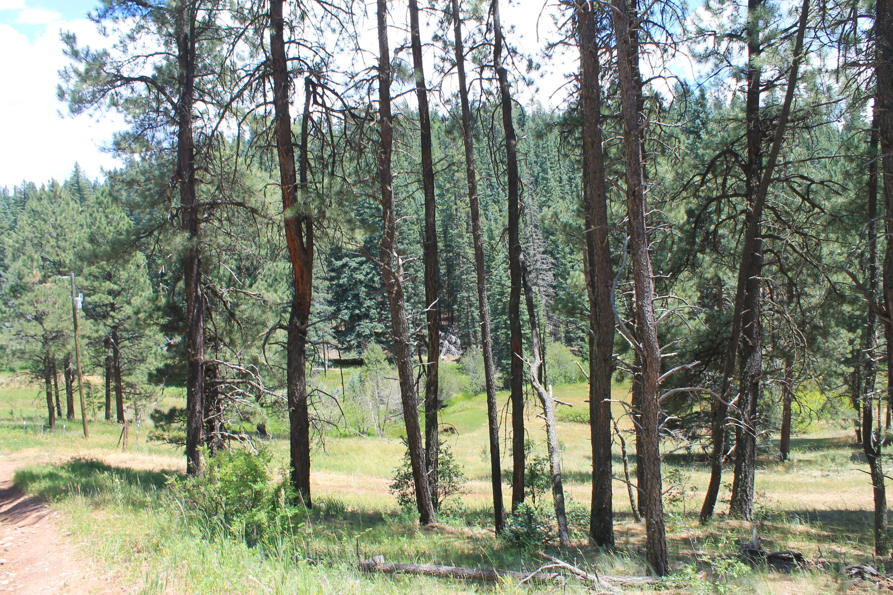 Las Palomas Road