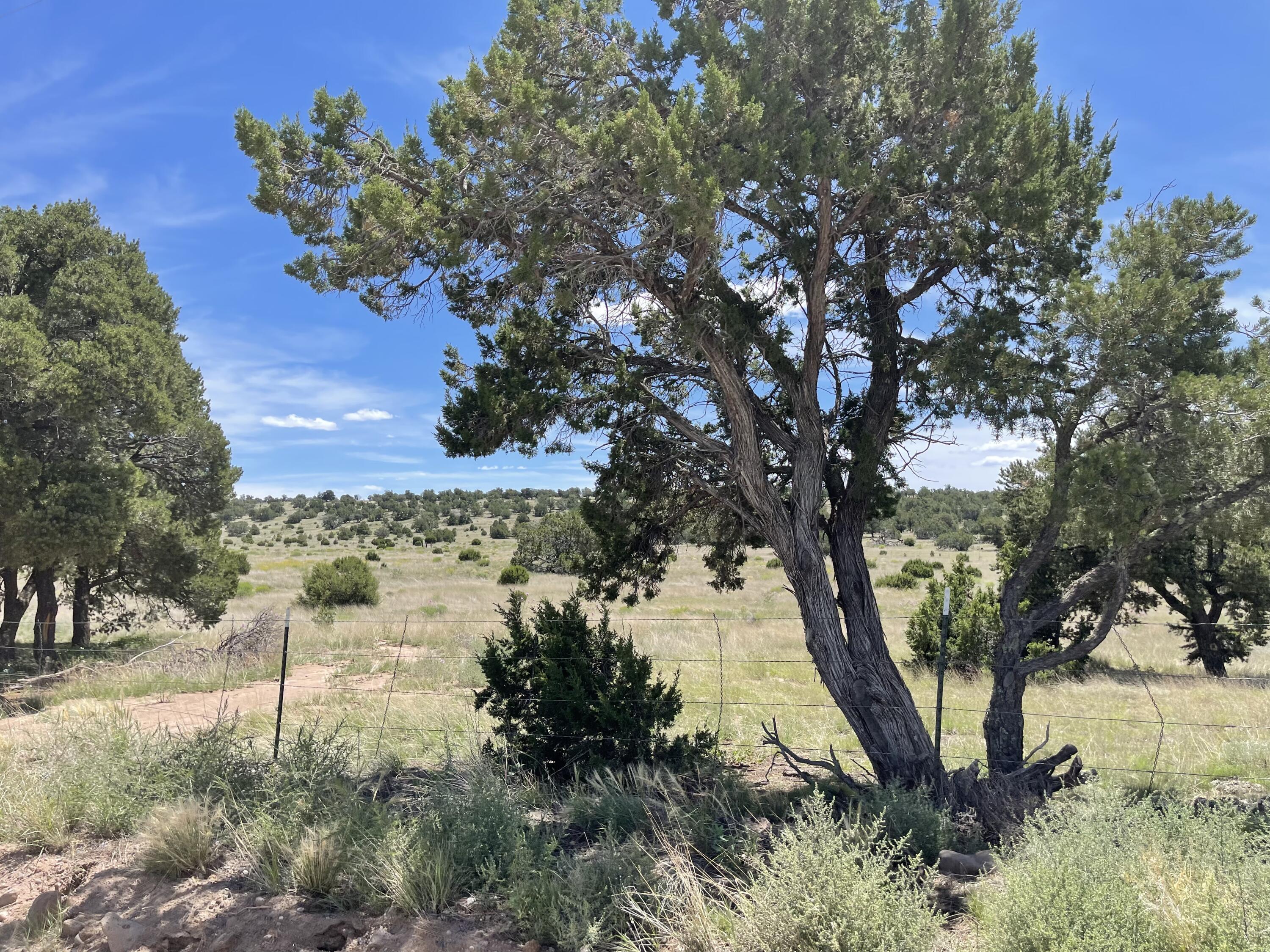99 Tee Pee Trail