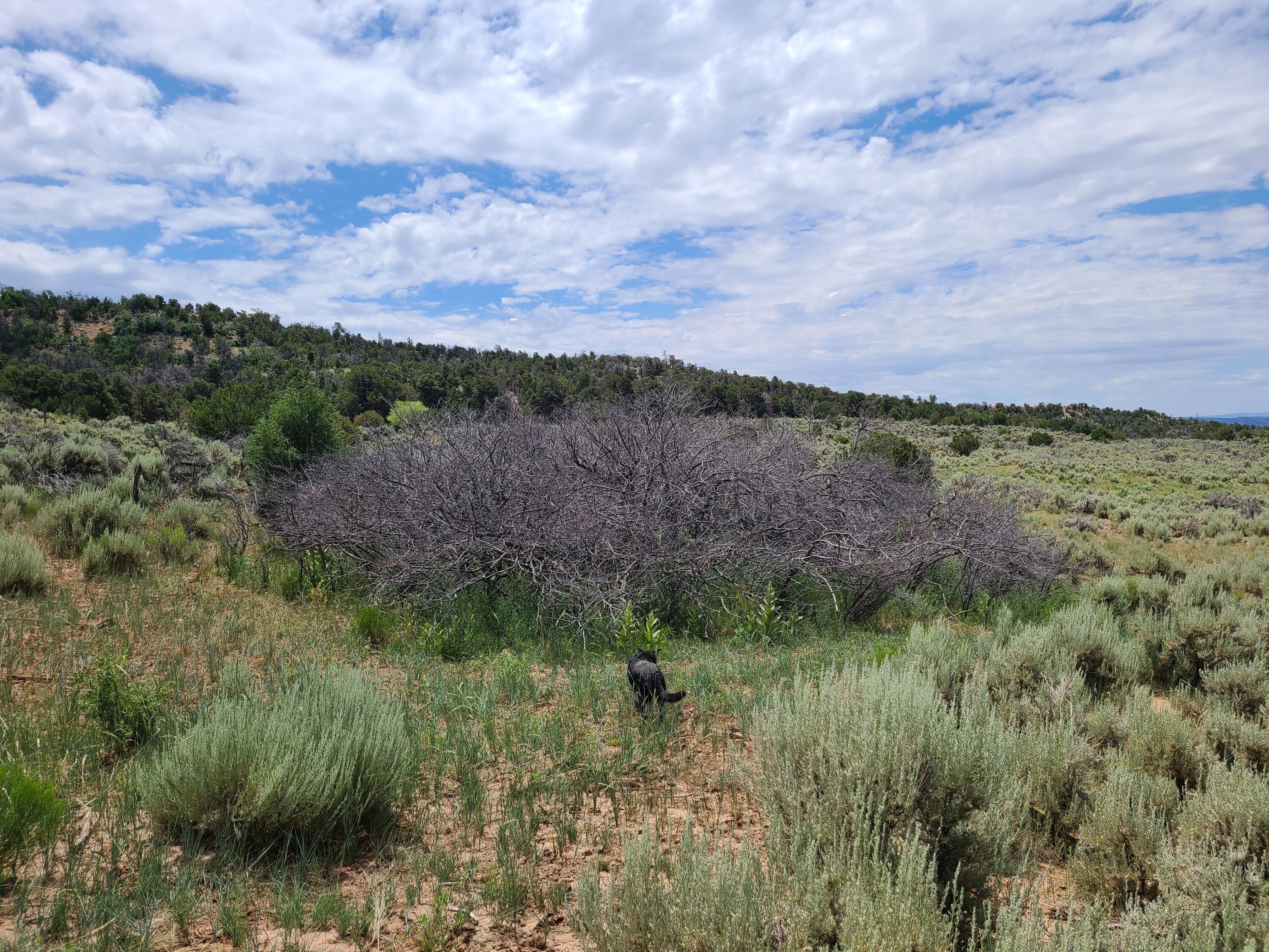 28 Arroyo Hondo Road