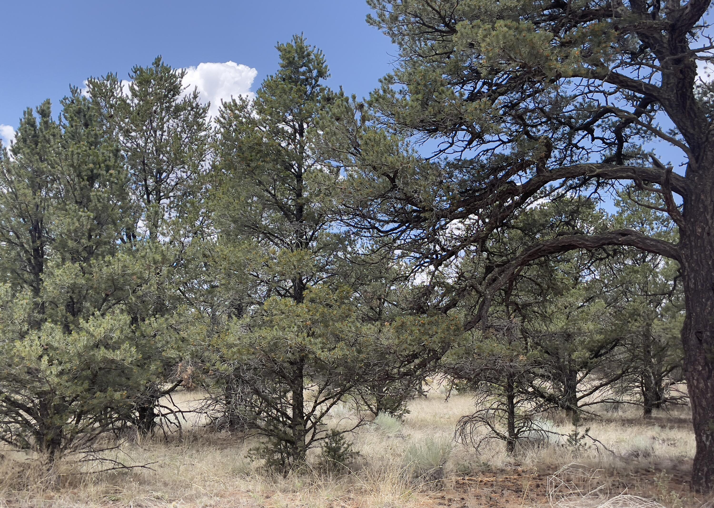 Tract 2-B W Bar Road