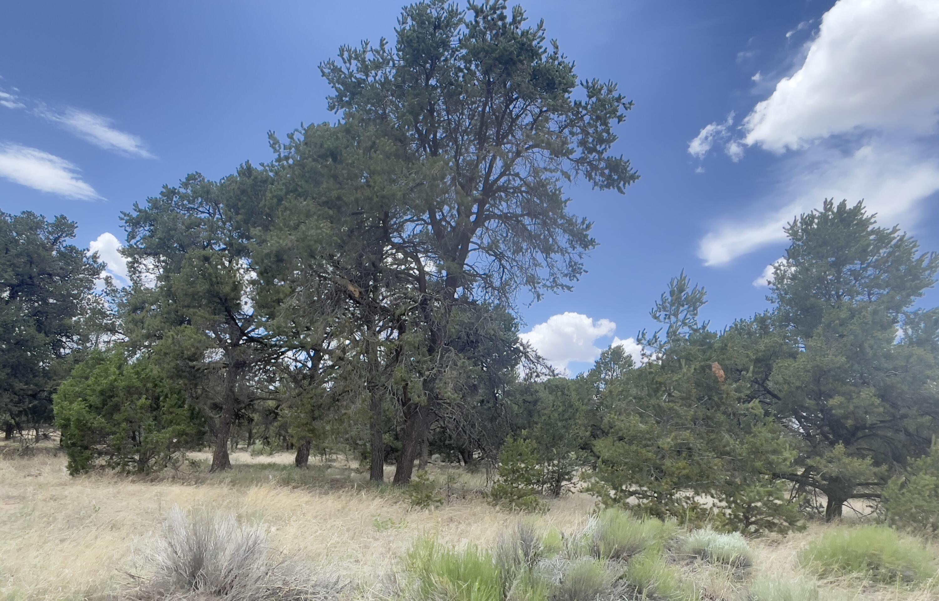 Tract 2-B W Bar Road