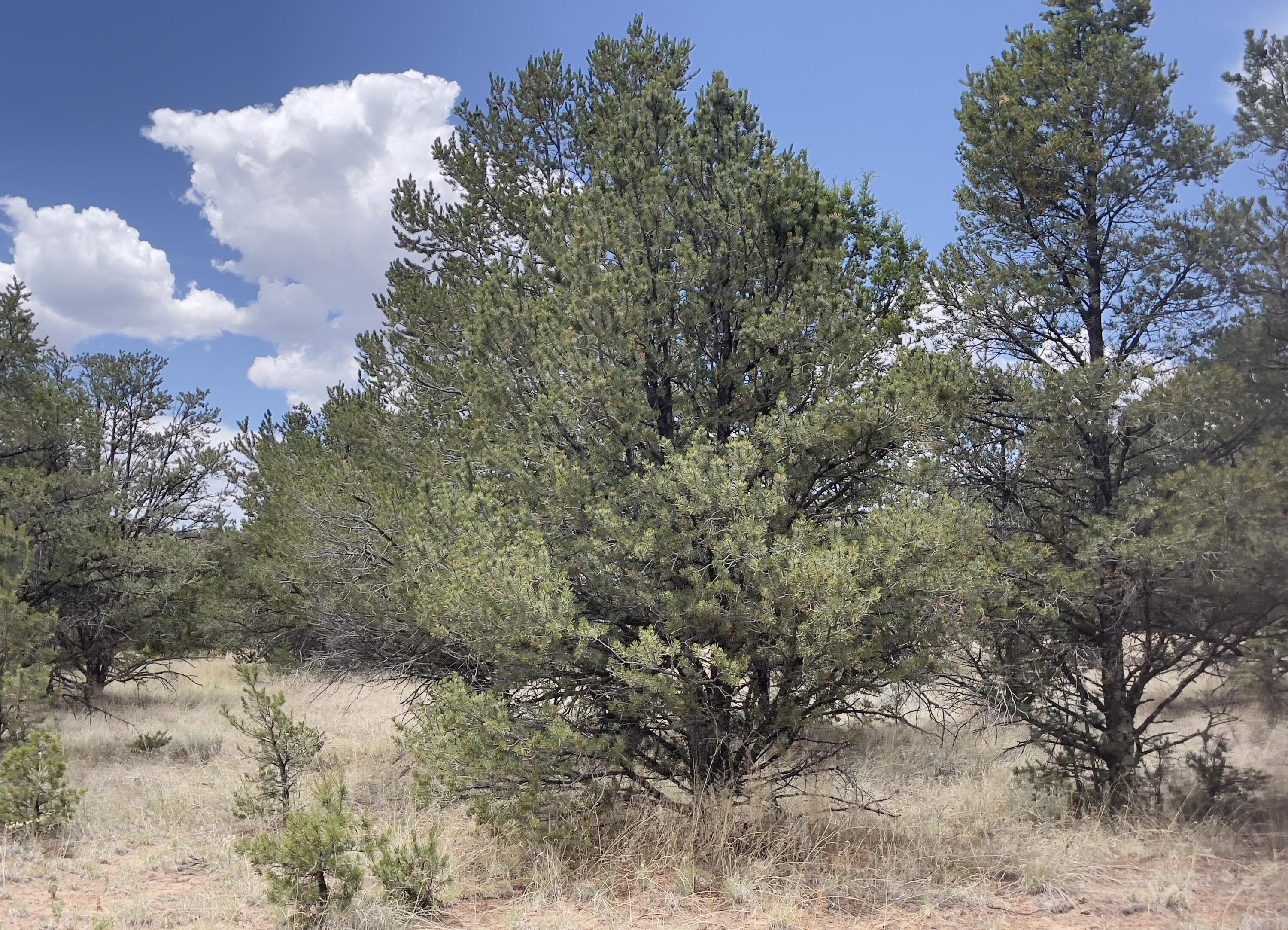 Tract 2-B W Bar Road