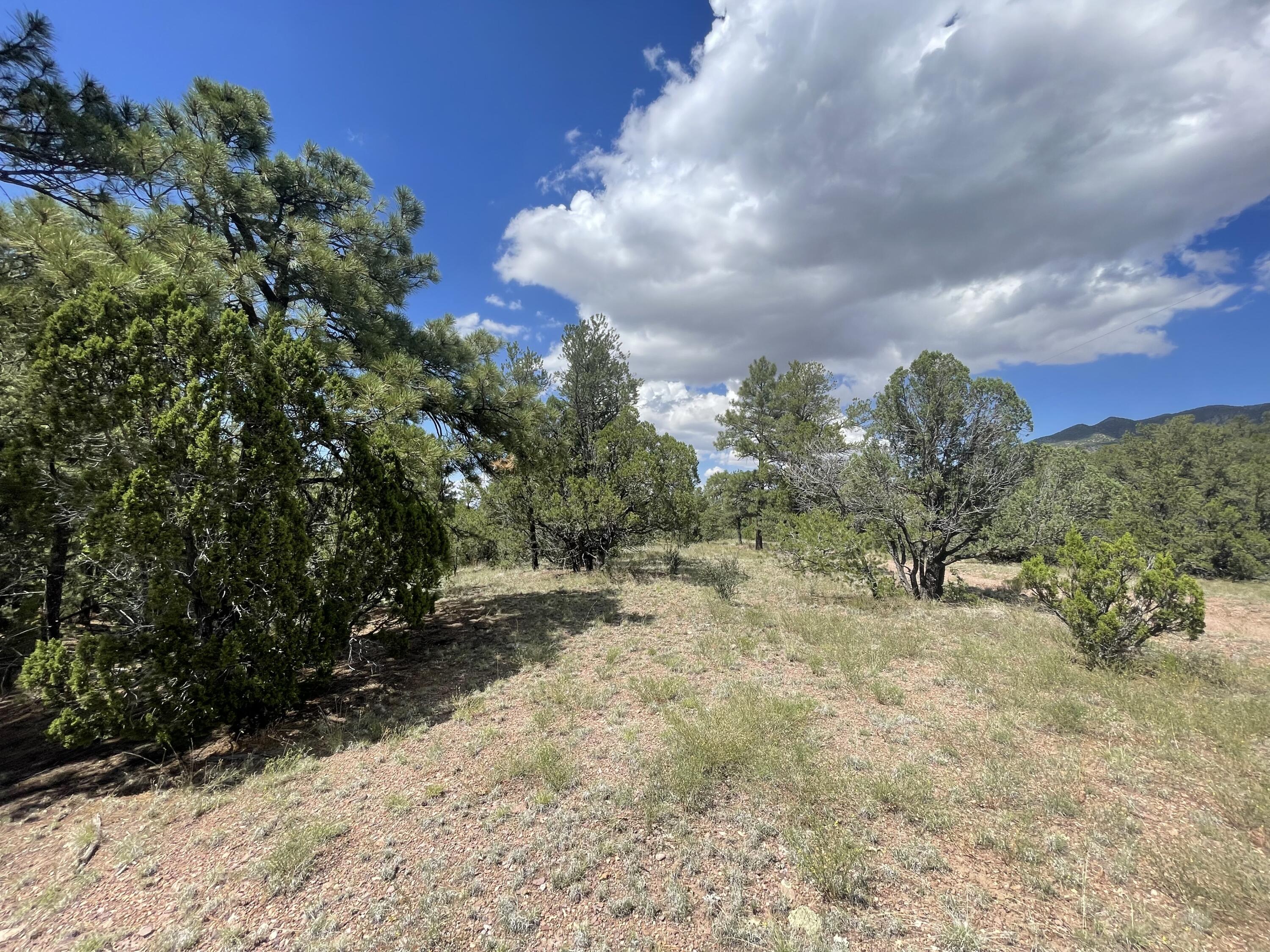 Upper Patterson Canyon
