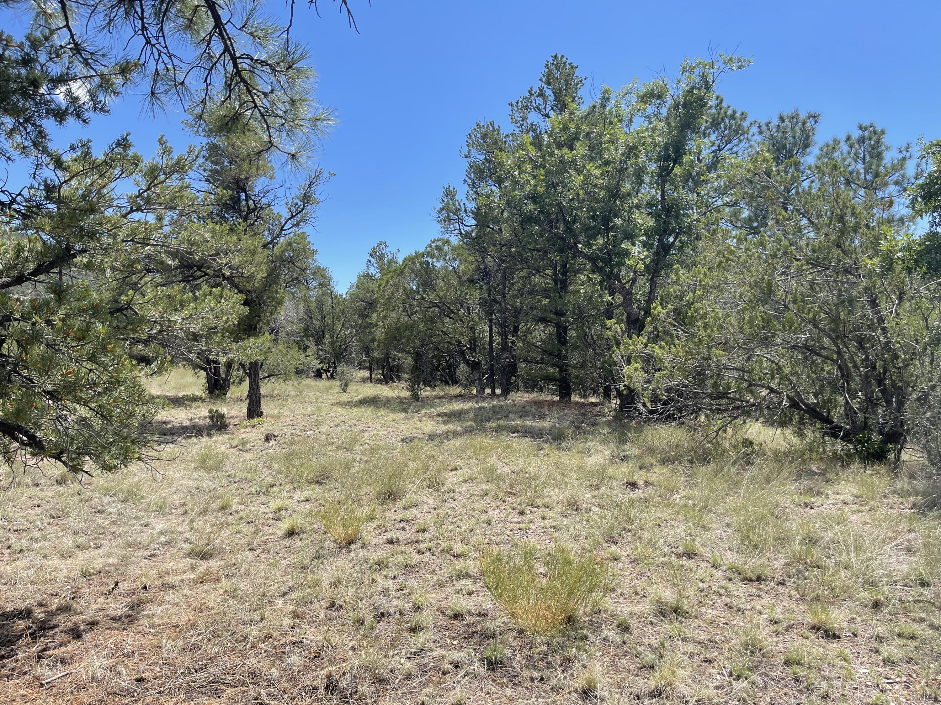 Upper Patterson Canyon